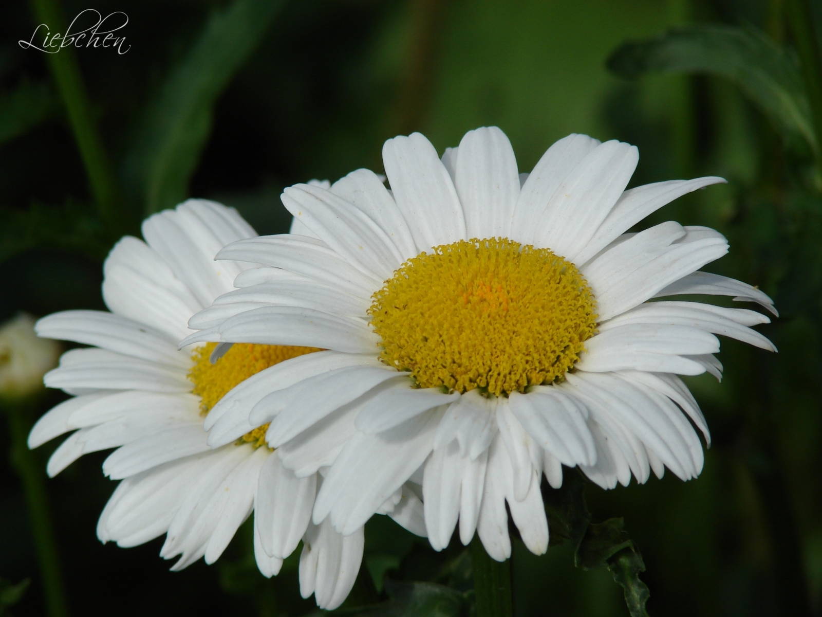 Free download wallpaper Plants, Camomile, Flowers on your PC desktop