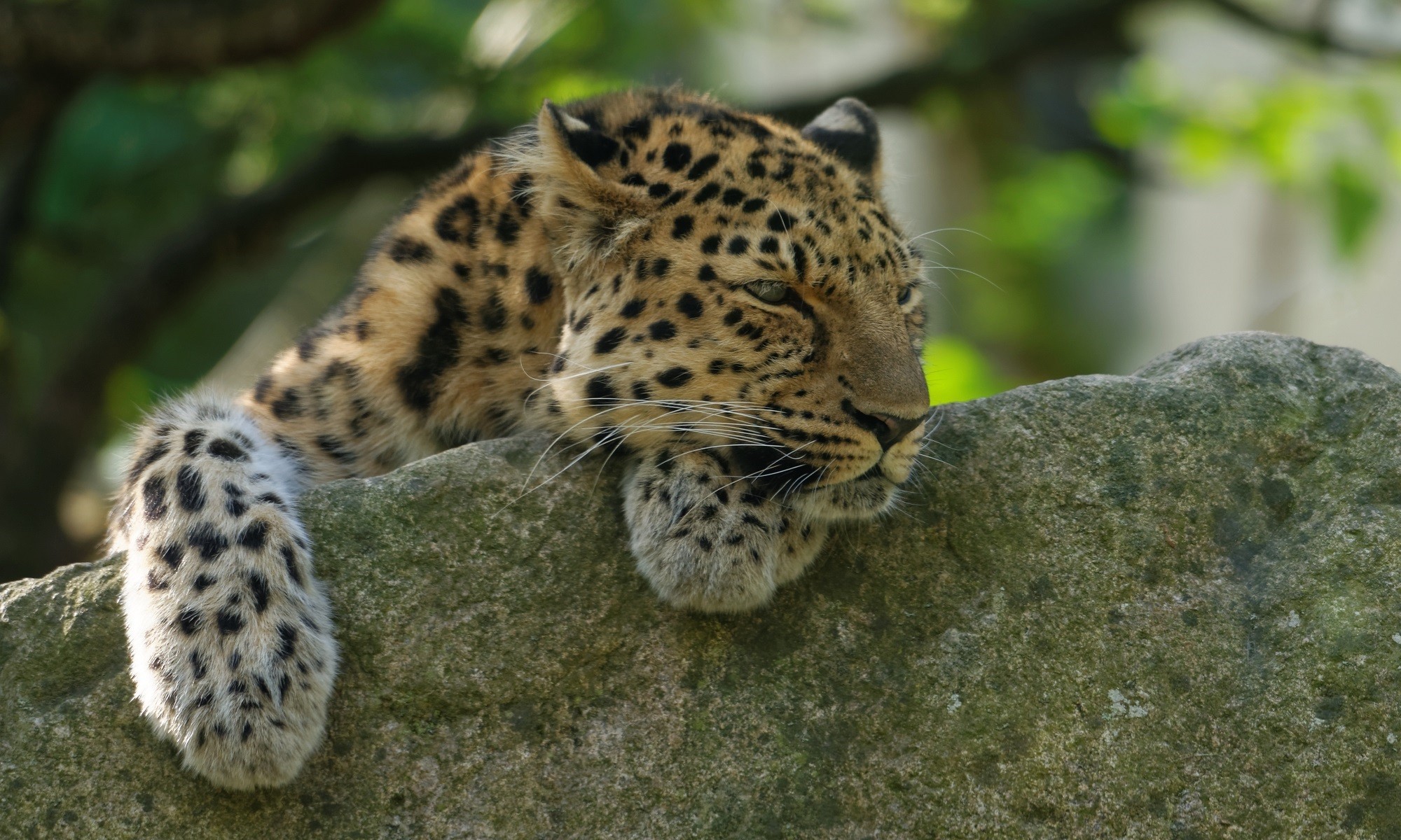 Handy-Wallpaper Leopard, Katzen, Tiere kostenlos herunterladen.