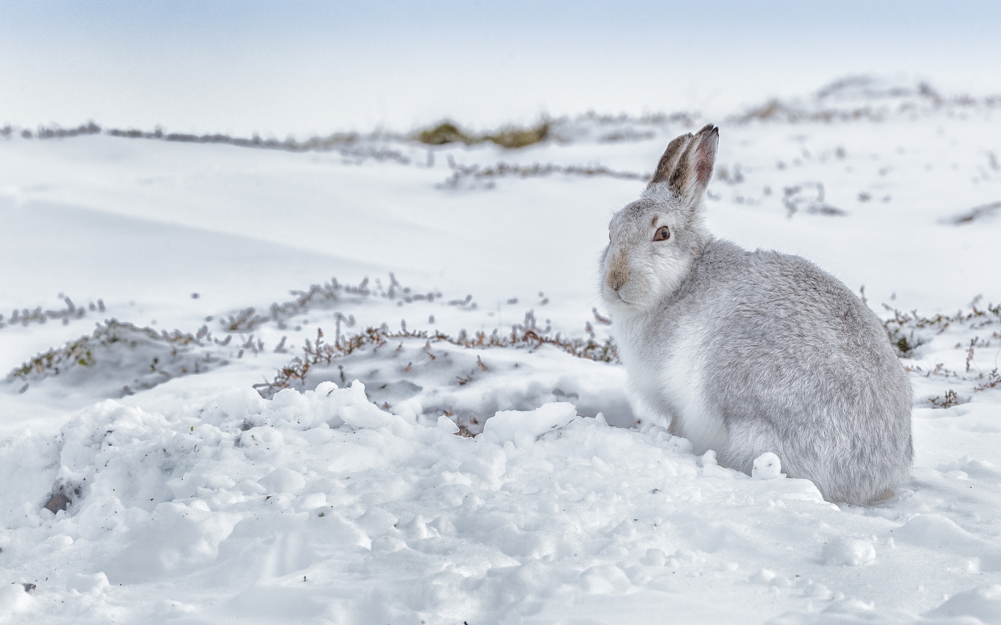 Descarga gratis la imagen Animales, Invierno, Nieve, Conejo, Profundidad De Campo en el escritorio de tu PC