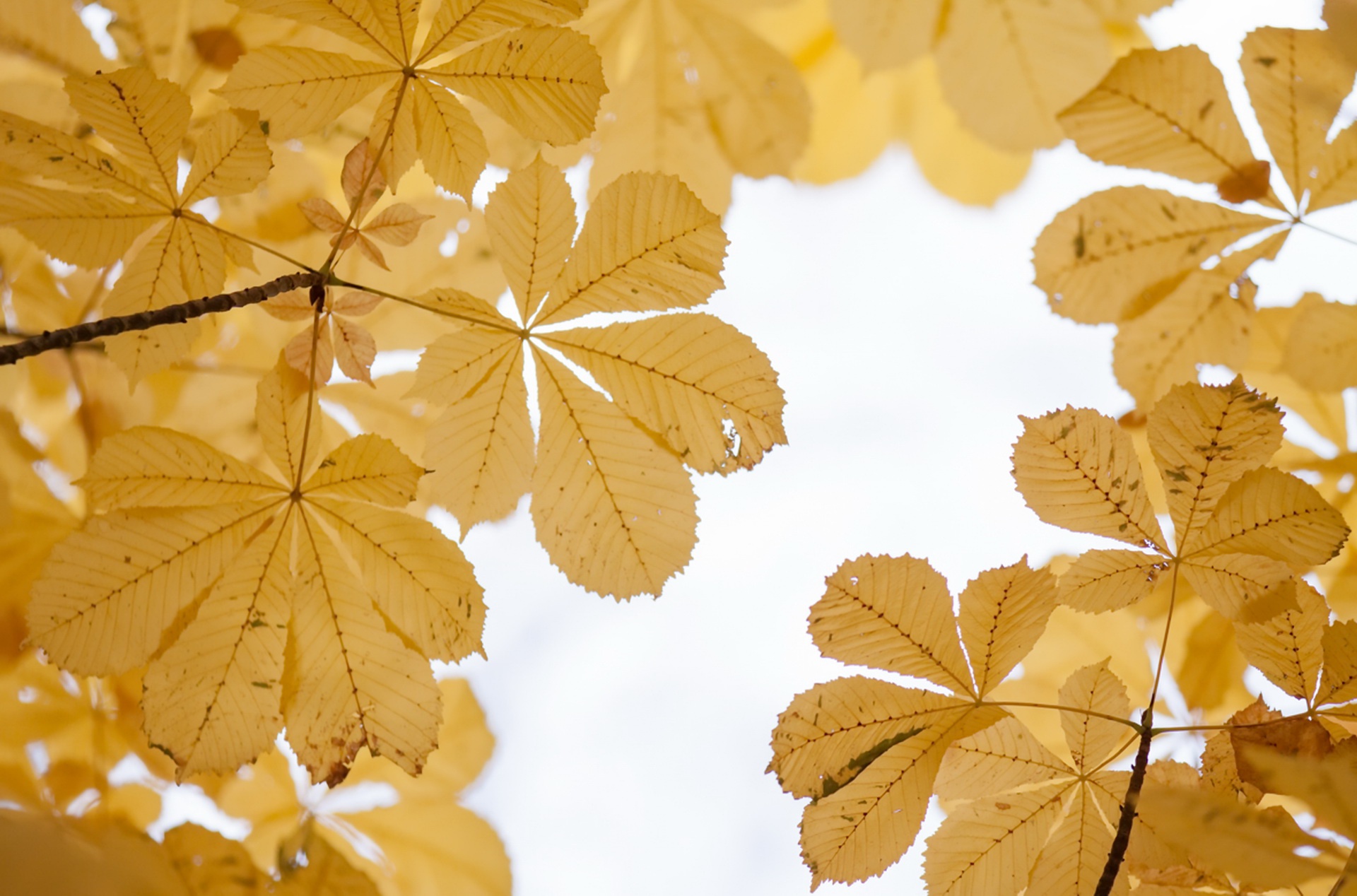 Téléchargez gratuitement l'image Automne, Feuille, Branche, La Nature, Terre/nature sur le bureau de votre PC