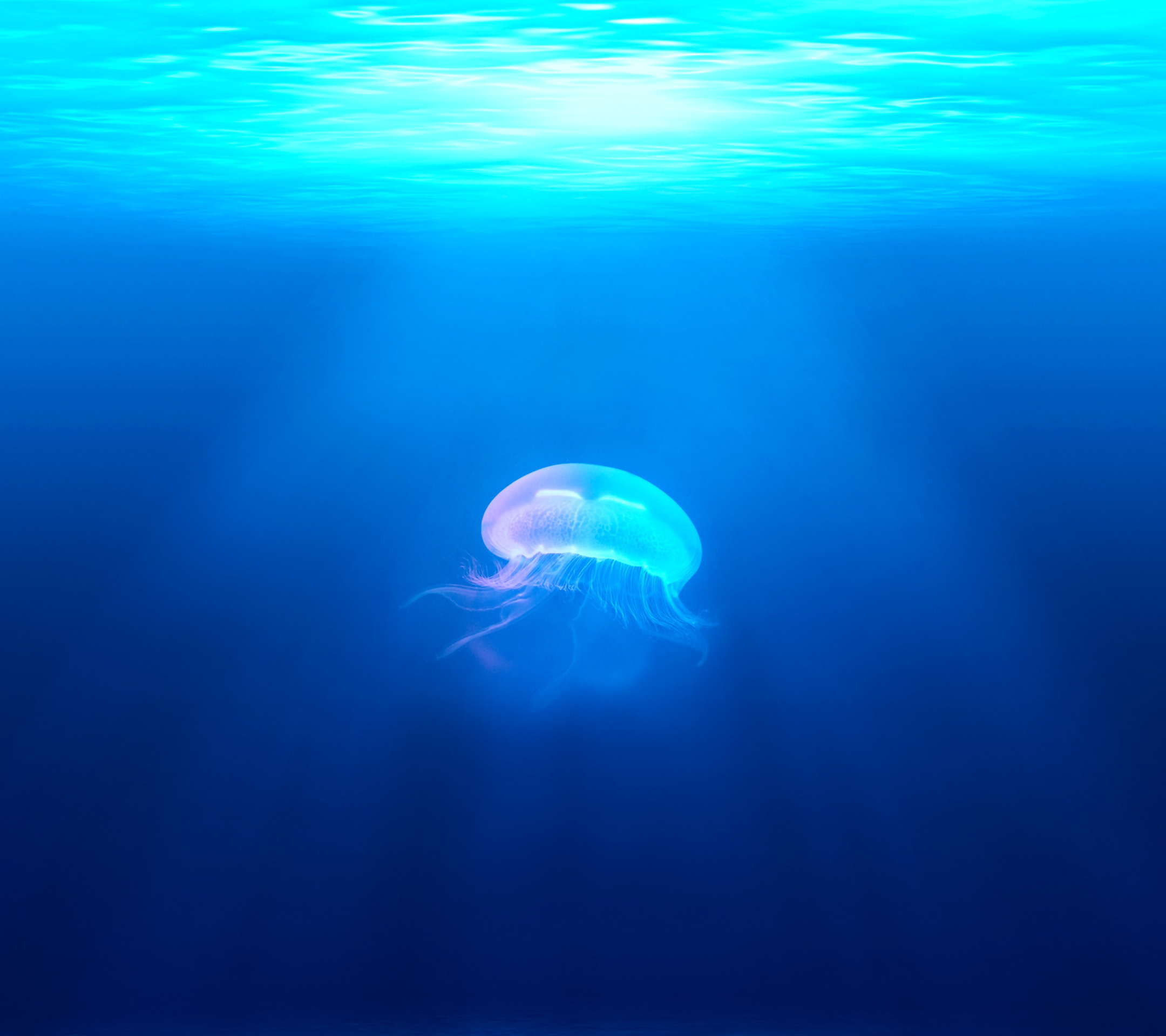Free download wallpaper Jellyfish, Fishes, Ocean, Animal, Underwater, Sunbeam, Sunbean on your PC desktop