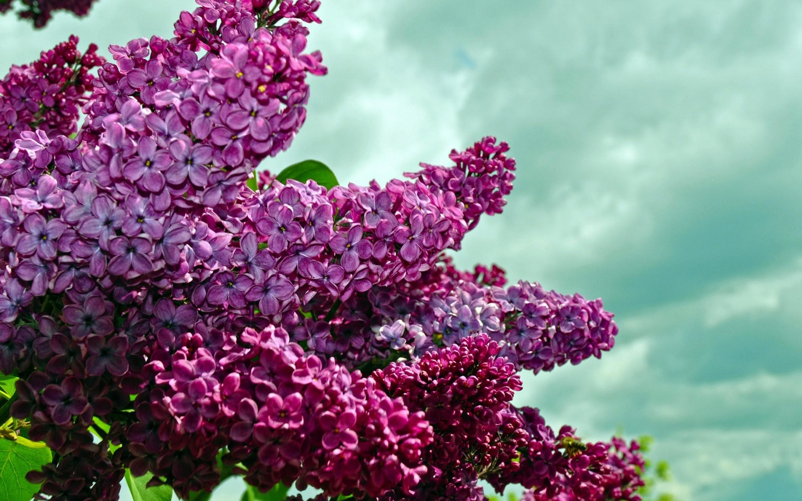 Descarga gratis la imagen Naturaleza, Flores, Cielo, Lila, Arbusto, Flor, De Cerca, Nube, Flor Purpura, Tierra/naturaleza en el escritorio de tu PC