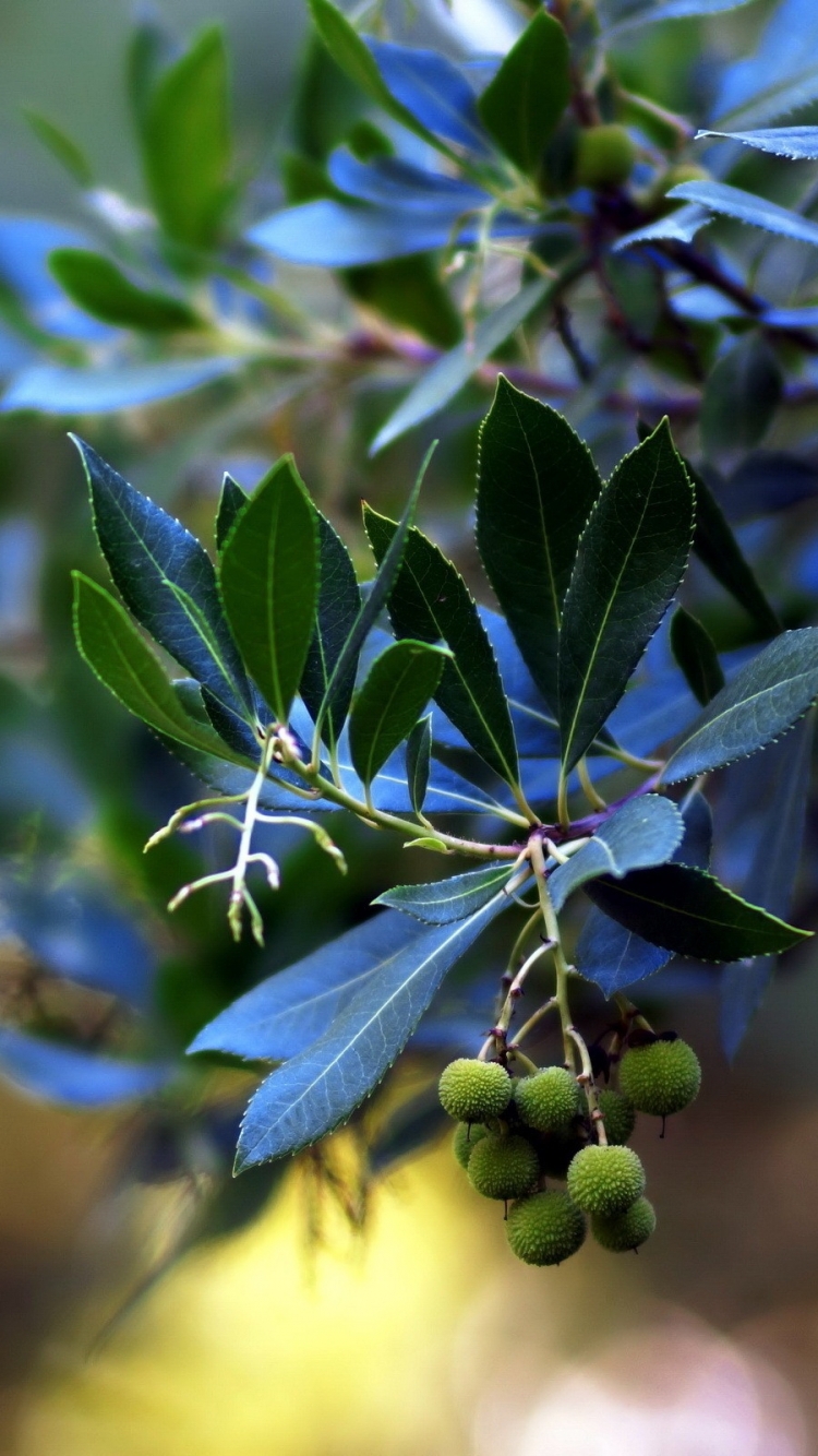 Descarga gratuita de fondo de pantalla para móvil de Planta, Tierra/naturaleza.