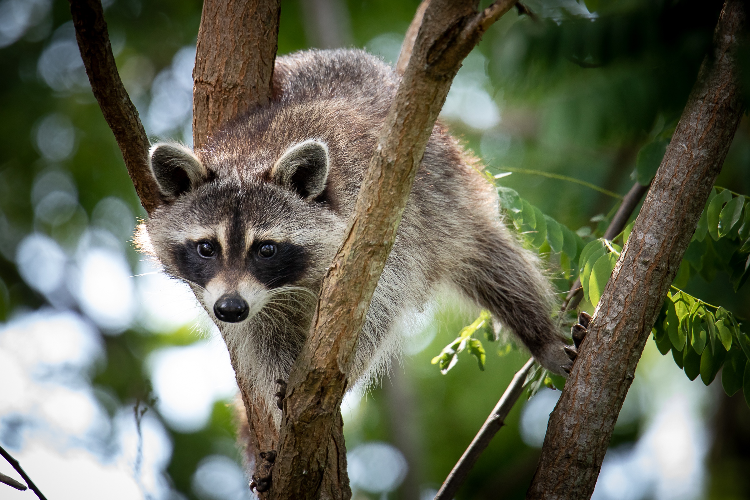 Download mobile wallpaper Raccoon, Animal for free.