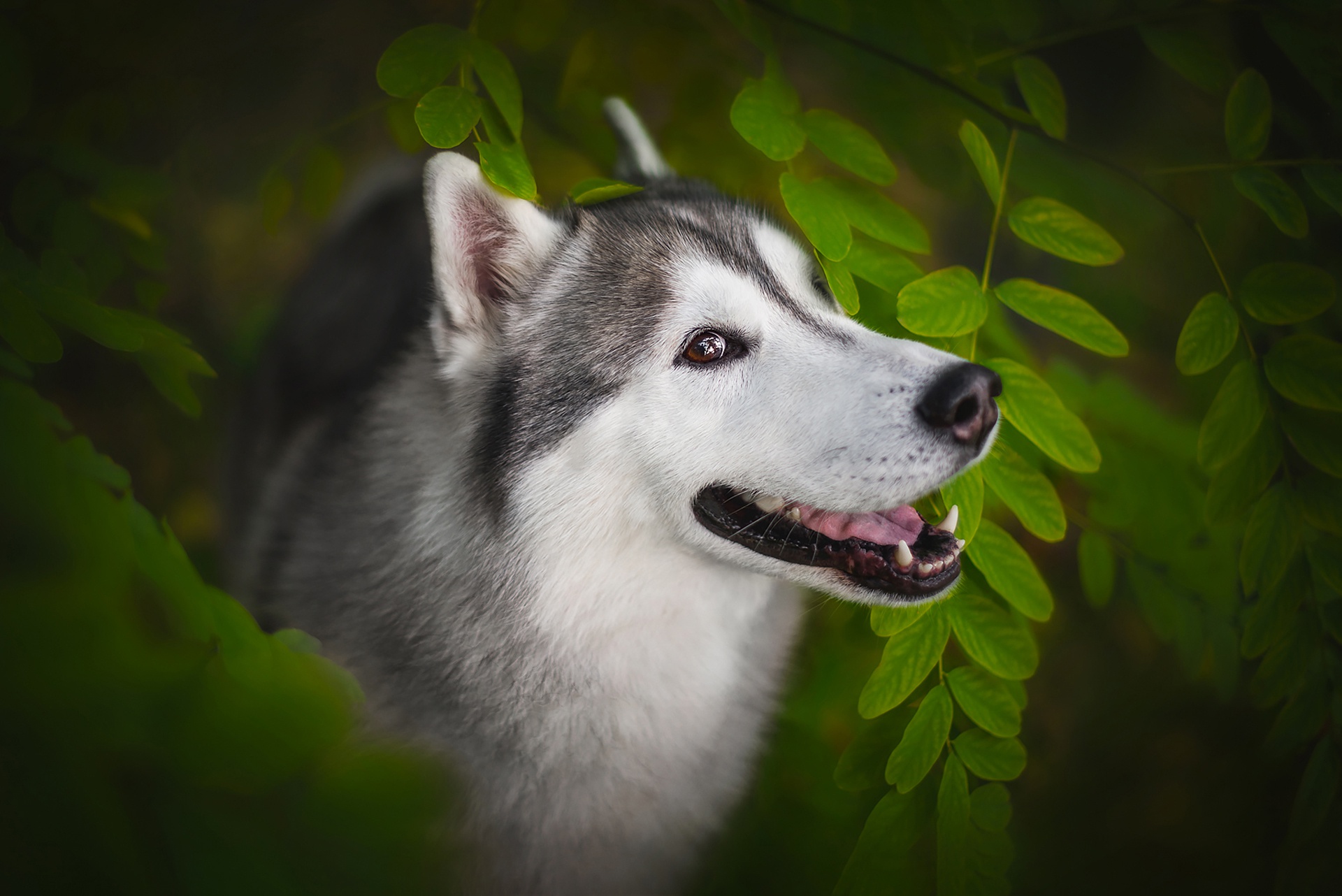 Download mobile wallpaper Dogs, Dog, Animal, Husky for free.