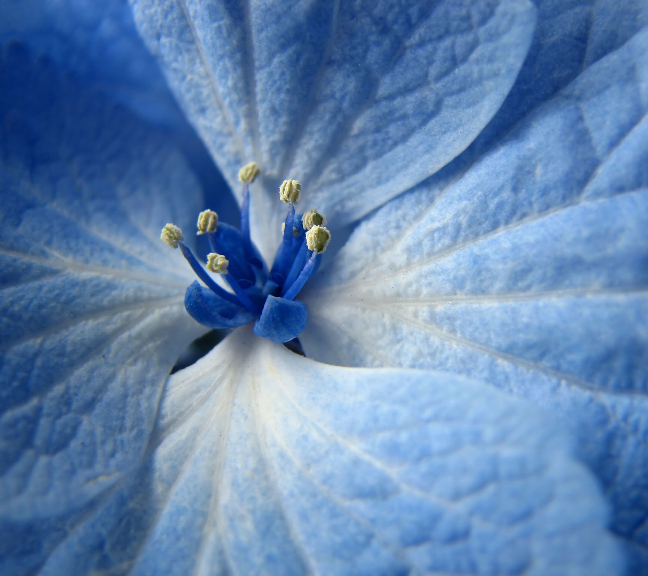 Descarga gratis la imagen Flores, Flor, Tierra/naturaleza en el escritorio de tu PC