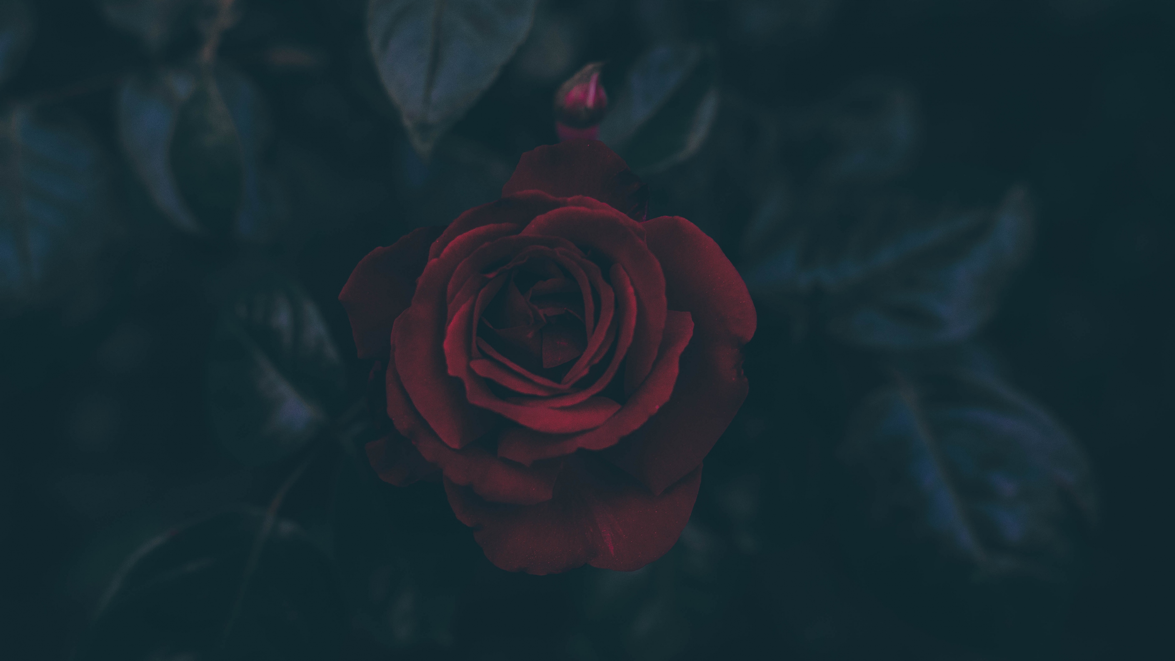 Descarga gratis la imagen Flores, Rosa, Flor, Flor Roja, Tierra/naturaleza en el escritorio de tu PC