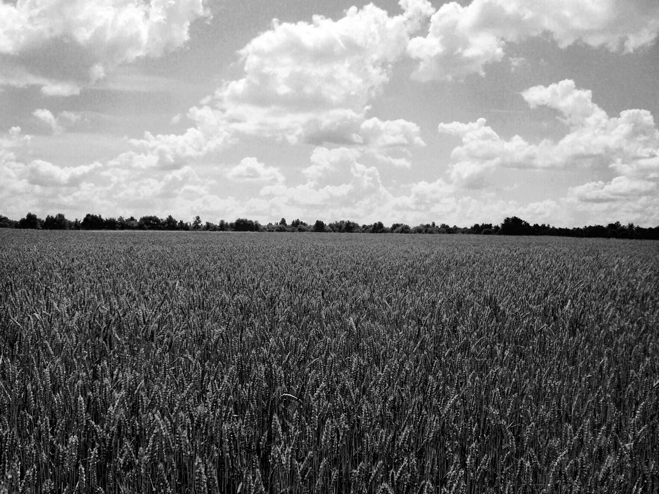 Laden Sie das Feld, Erde/natur-Bild kostenlos auf Ihren PC-Desktop herunter