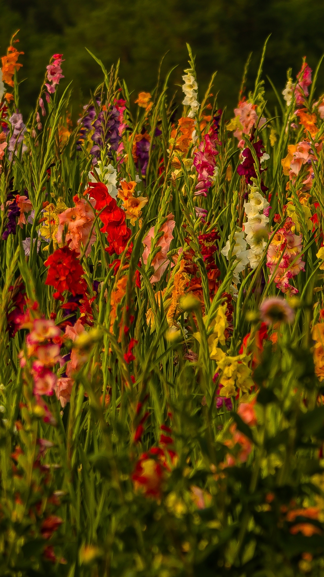 earth, gladiolus, nature, flower, flowers iphone wallpaper