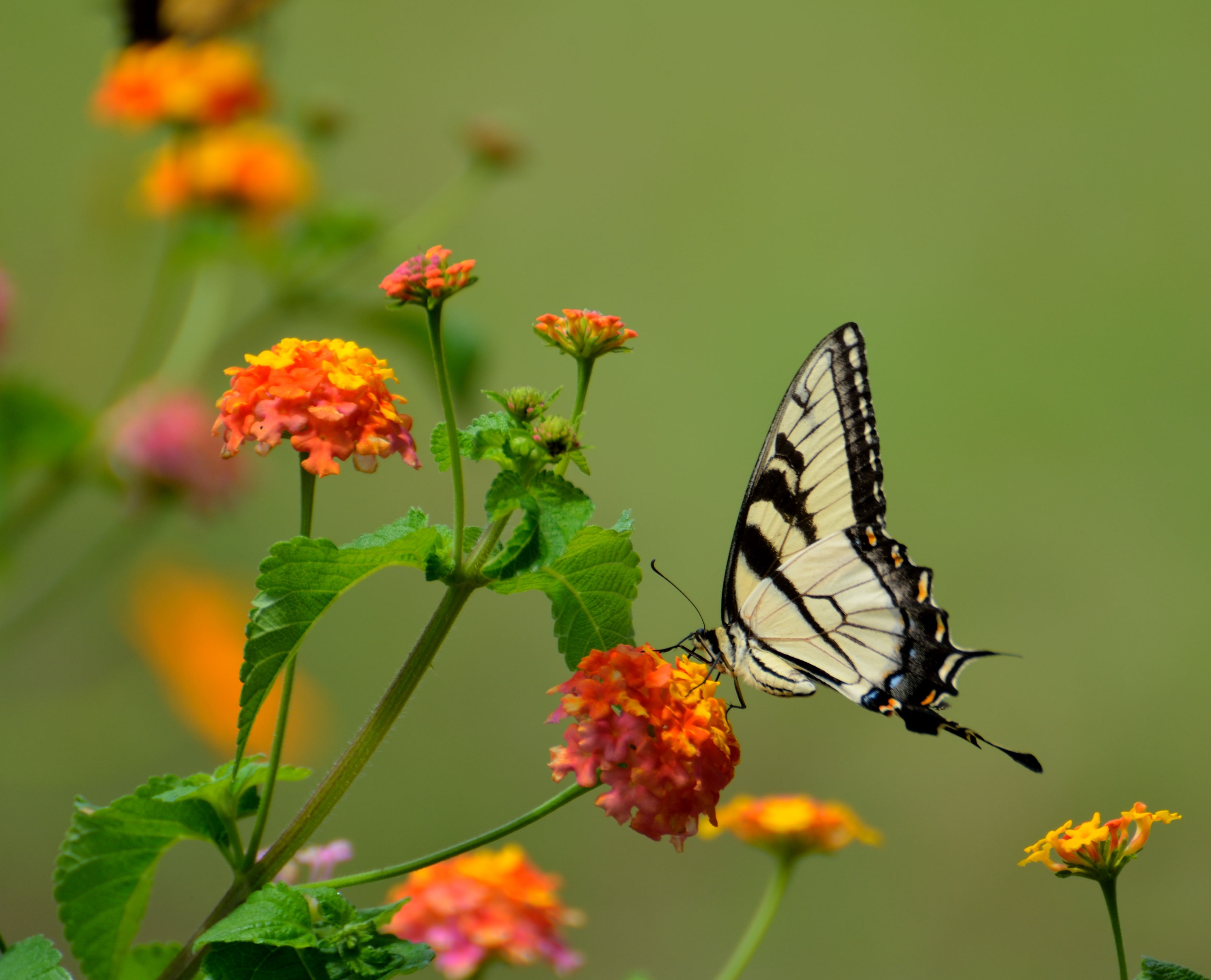 PCデスクトップに動物, 蝶, 花, 大きい, 虫, オレンジフラワー画像を無料でダウンロード