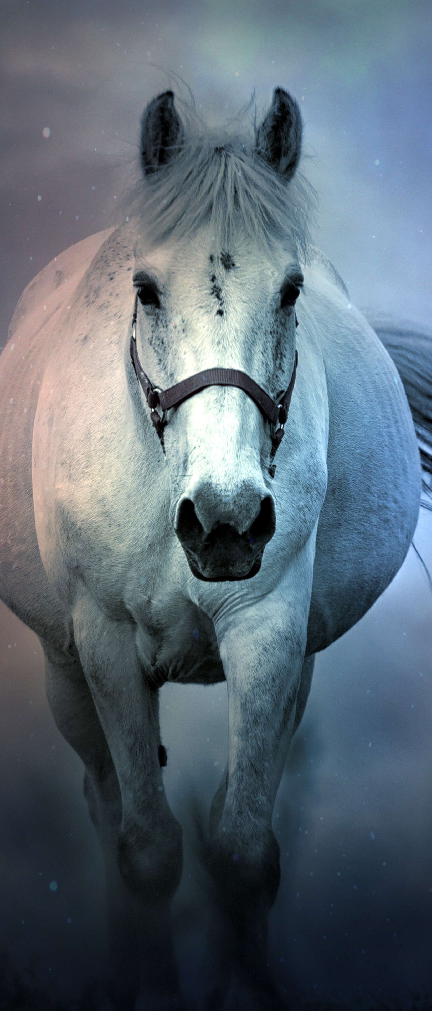 Download mobile wallpaper Animal, Horse for free.