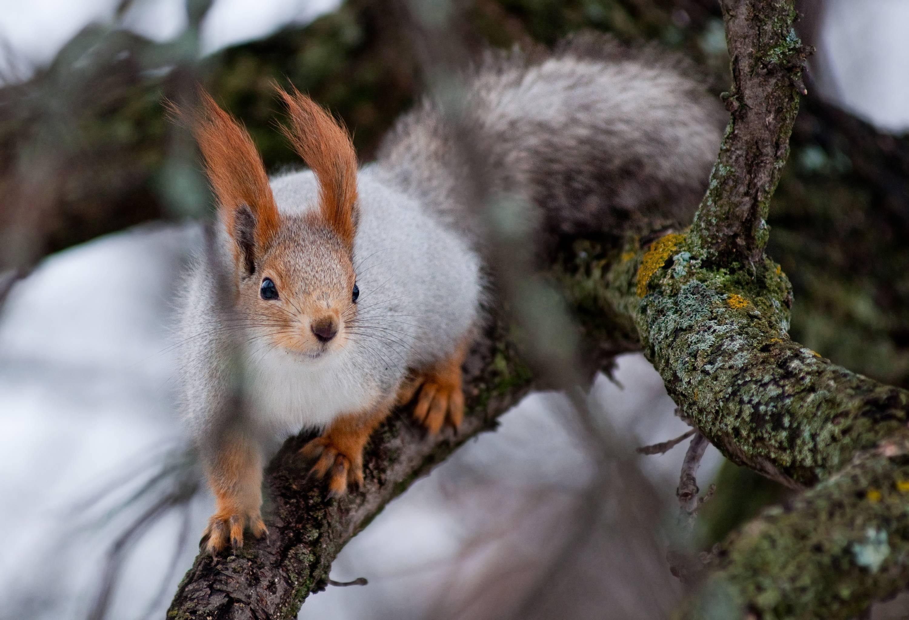 Free download wallpaper Animals, Wood, Tree, Branches, Moss, Climb, Squirrel on your PC desktop