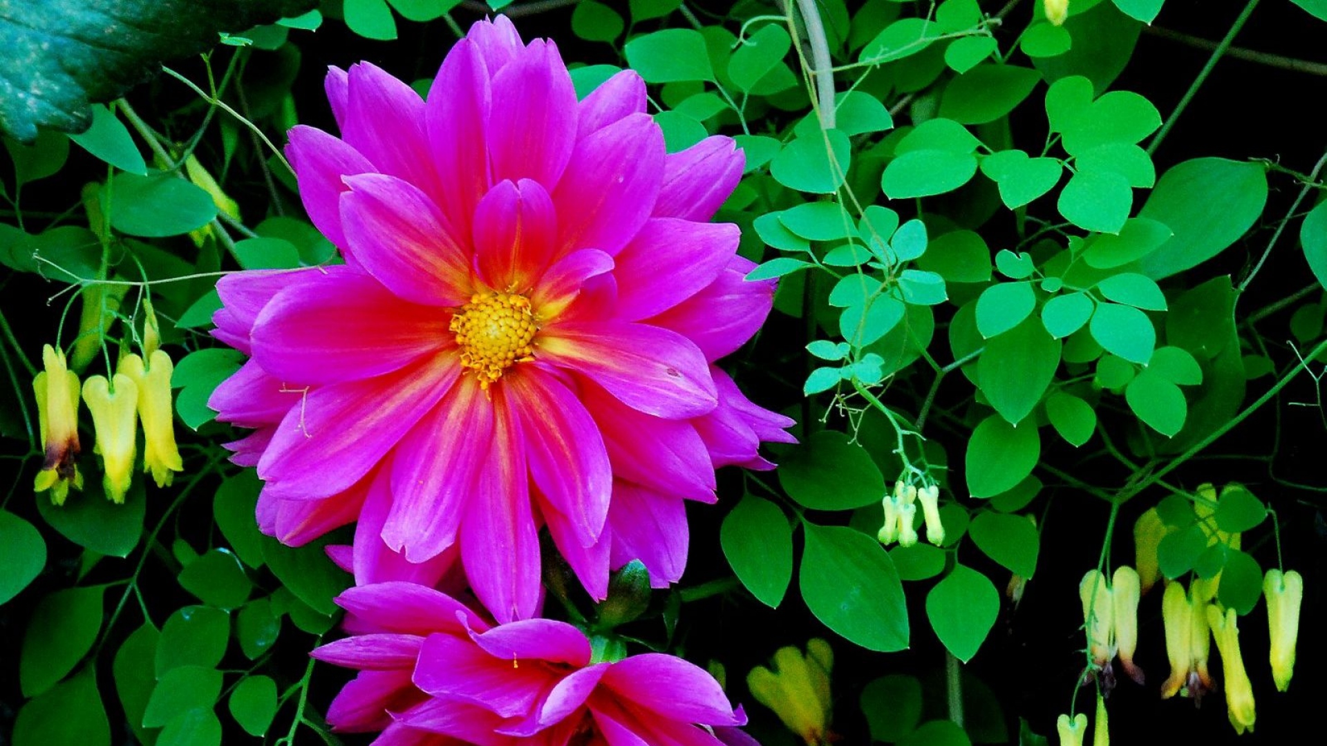 Téléchargez gratuitement l'image Fleurs, Fleur, Fermer, Feuille, Marguerite, Dahlia, Terre/nature, Fleur Rose sur le bureau de votre PC