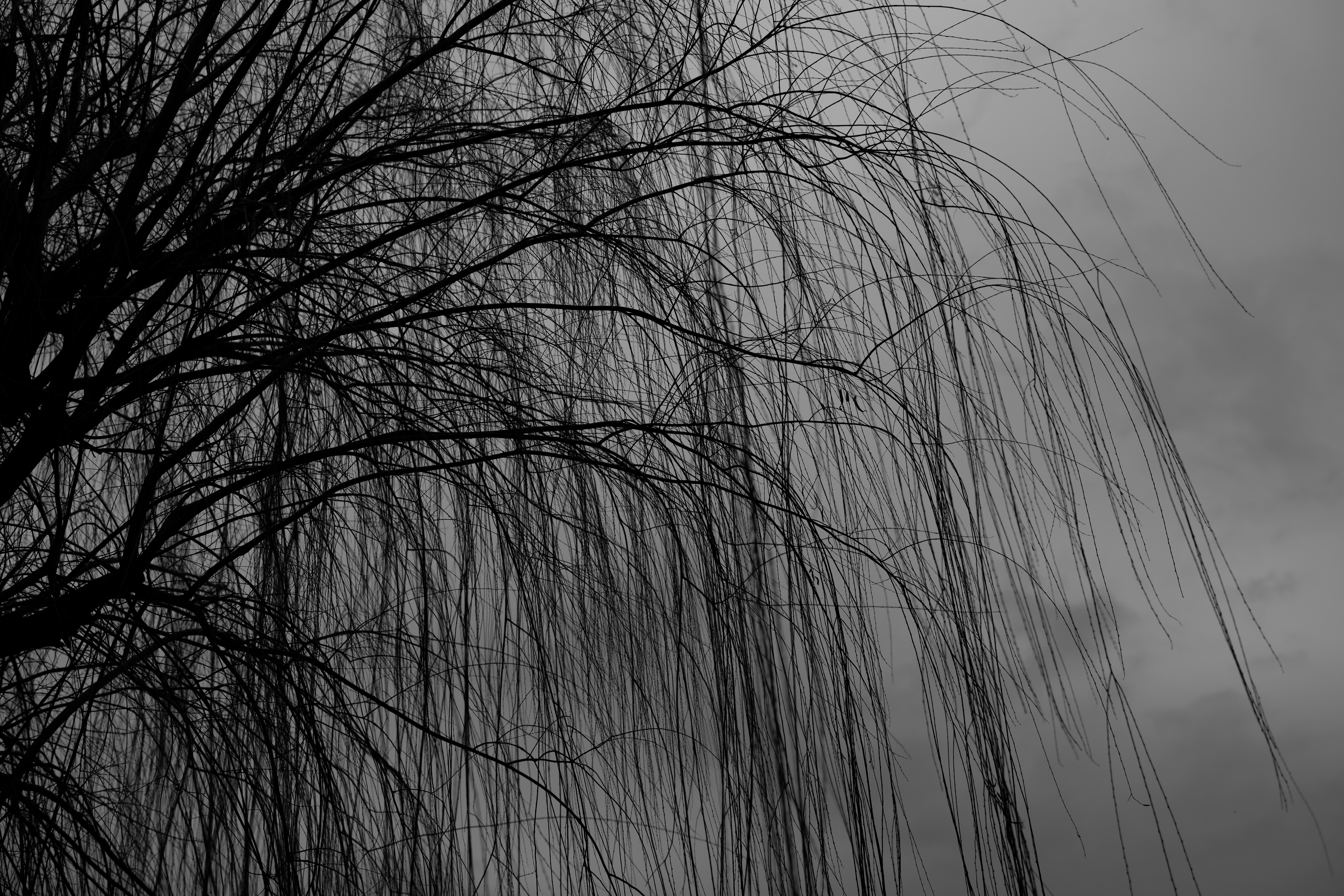 dark, wood, tree, branches, bw, chb, willow