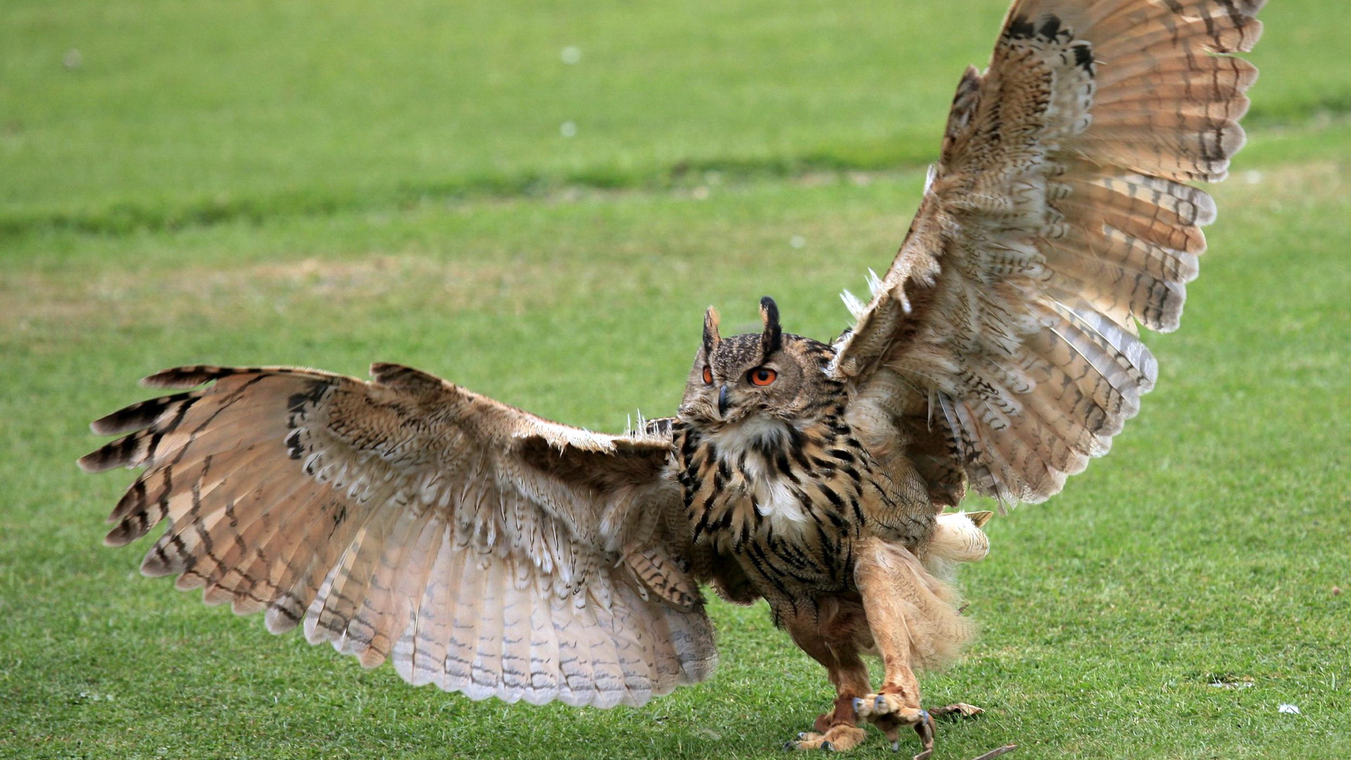 Free download wallpaper Owl, Animal on your PC desktop