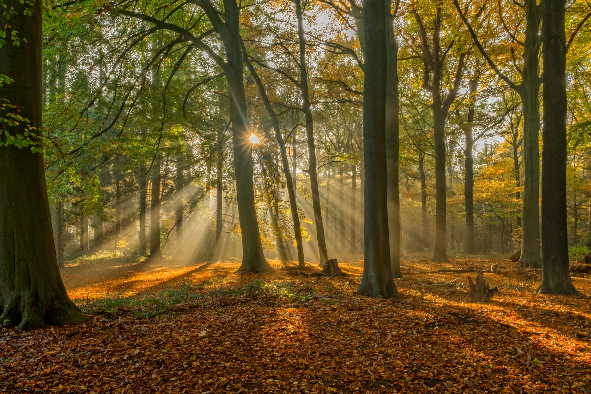 Download mobile wallpaper Landscape, Nature, Sun, Light, Forest, Tree, Fall, Earth, Sunbeam for free.