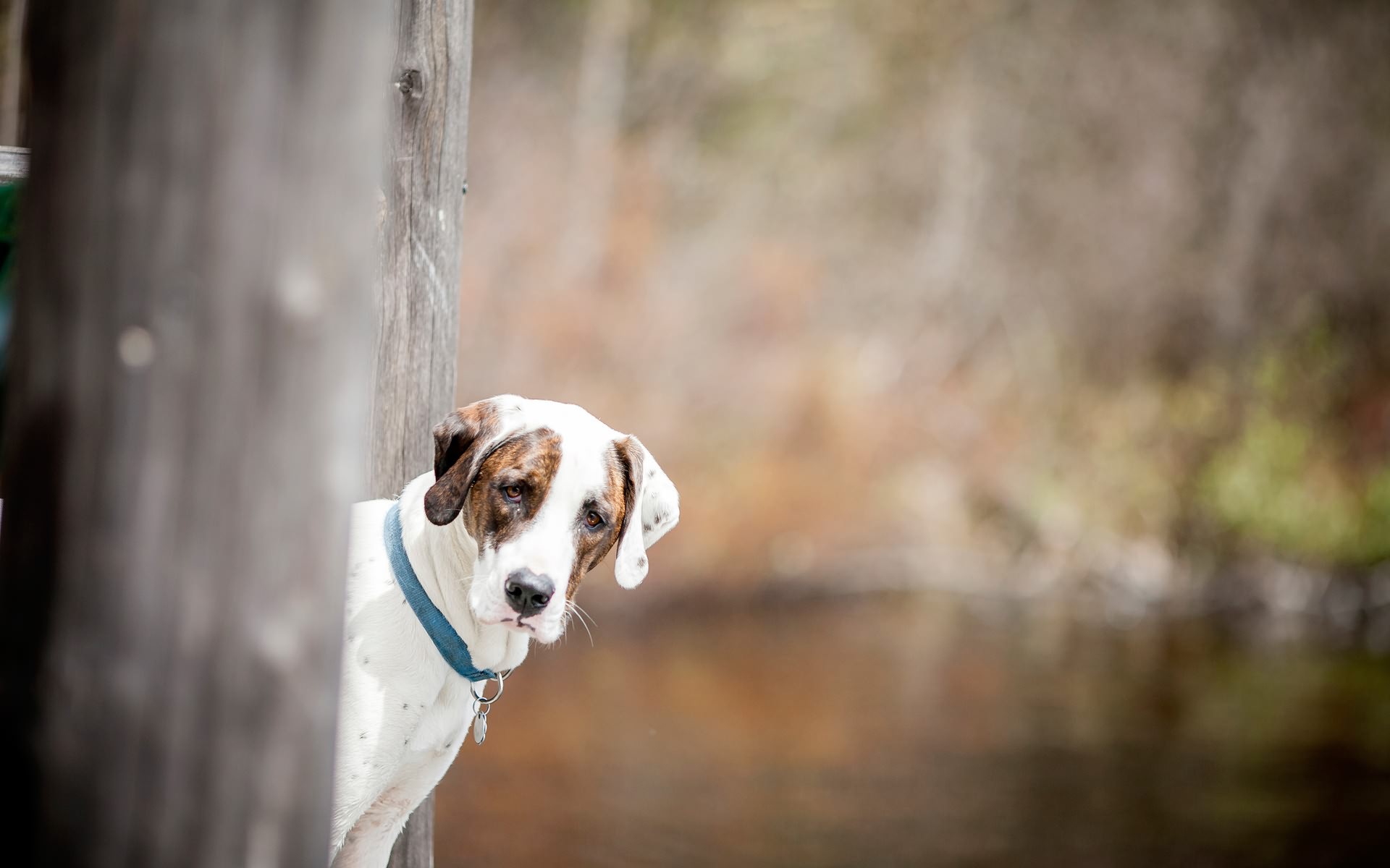 Handy-Wallpaper Tiere, Hund kostenlos herunterladen.