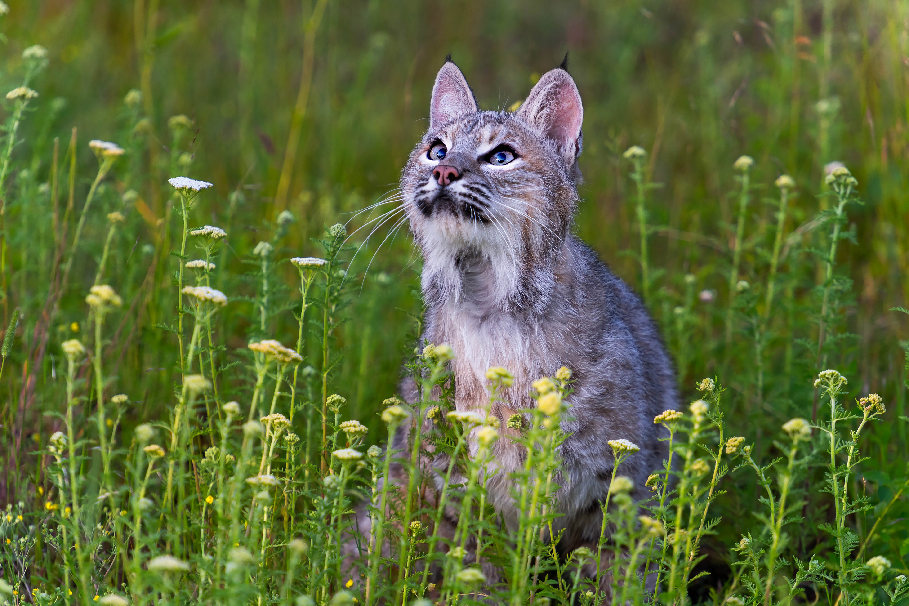 Handy-Wallpaper Tiere, Katzen, Luchs kostenlos herunterladen.