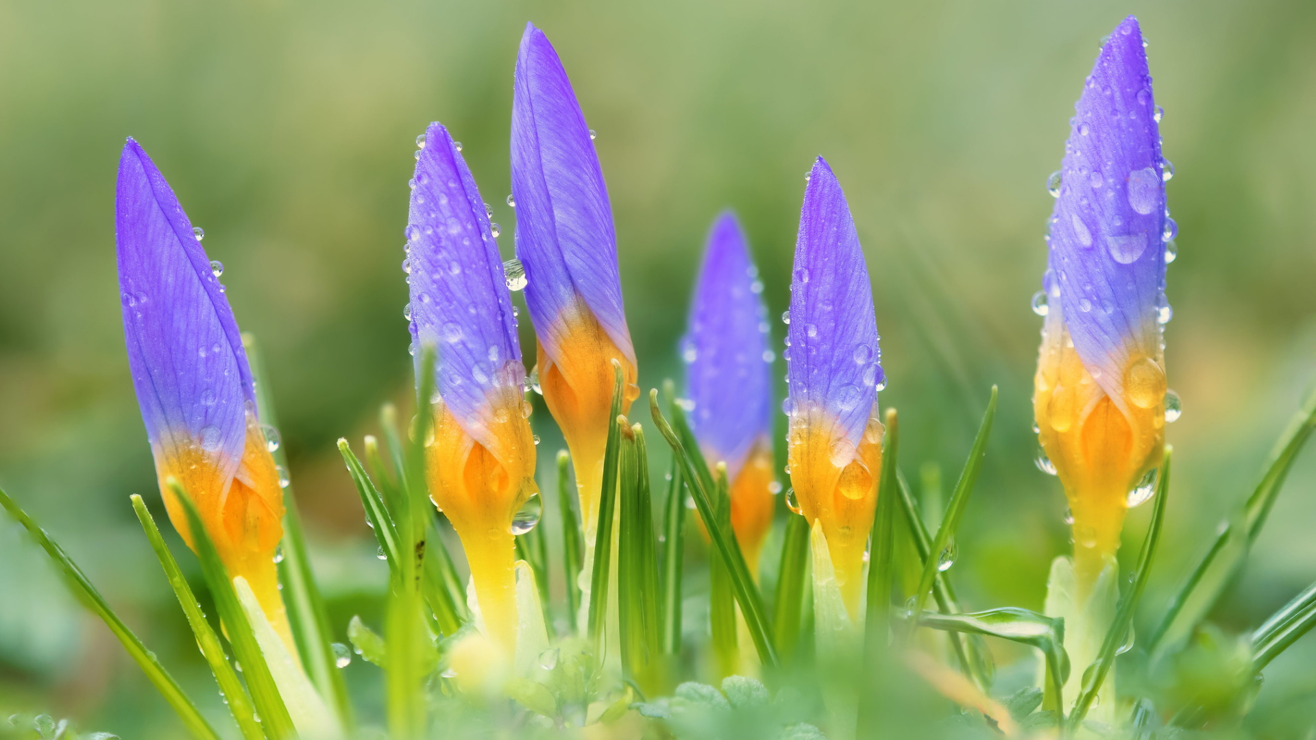 Download mobile wallpaper Flowers, Earth, Crocus for free.