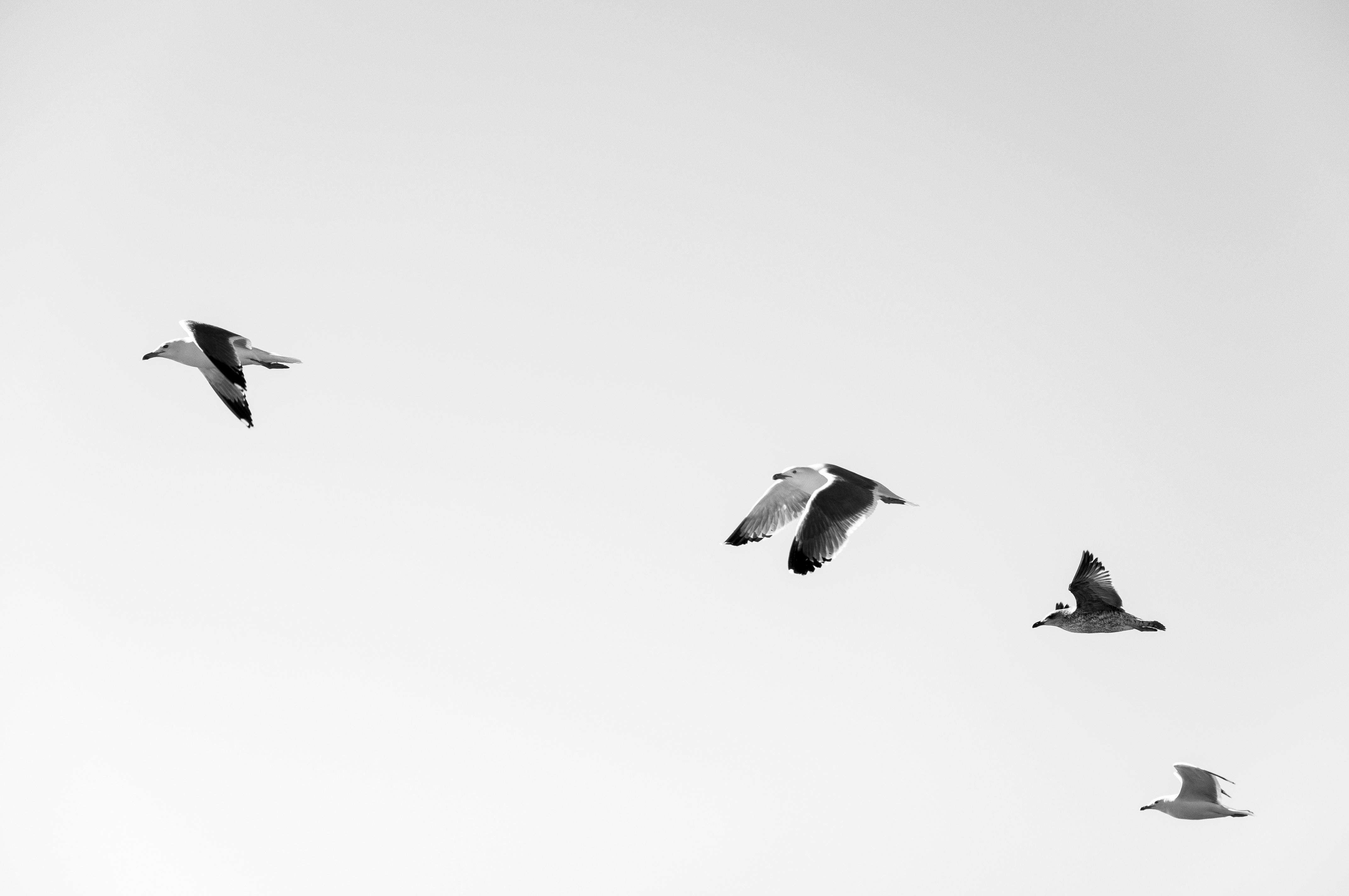 116226 скачать обои чайки, минимализм, полет, птицы, небо - заставки и картинки бесплатно