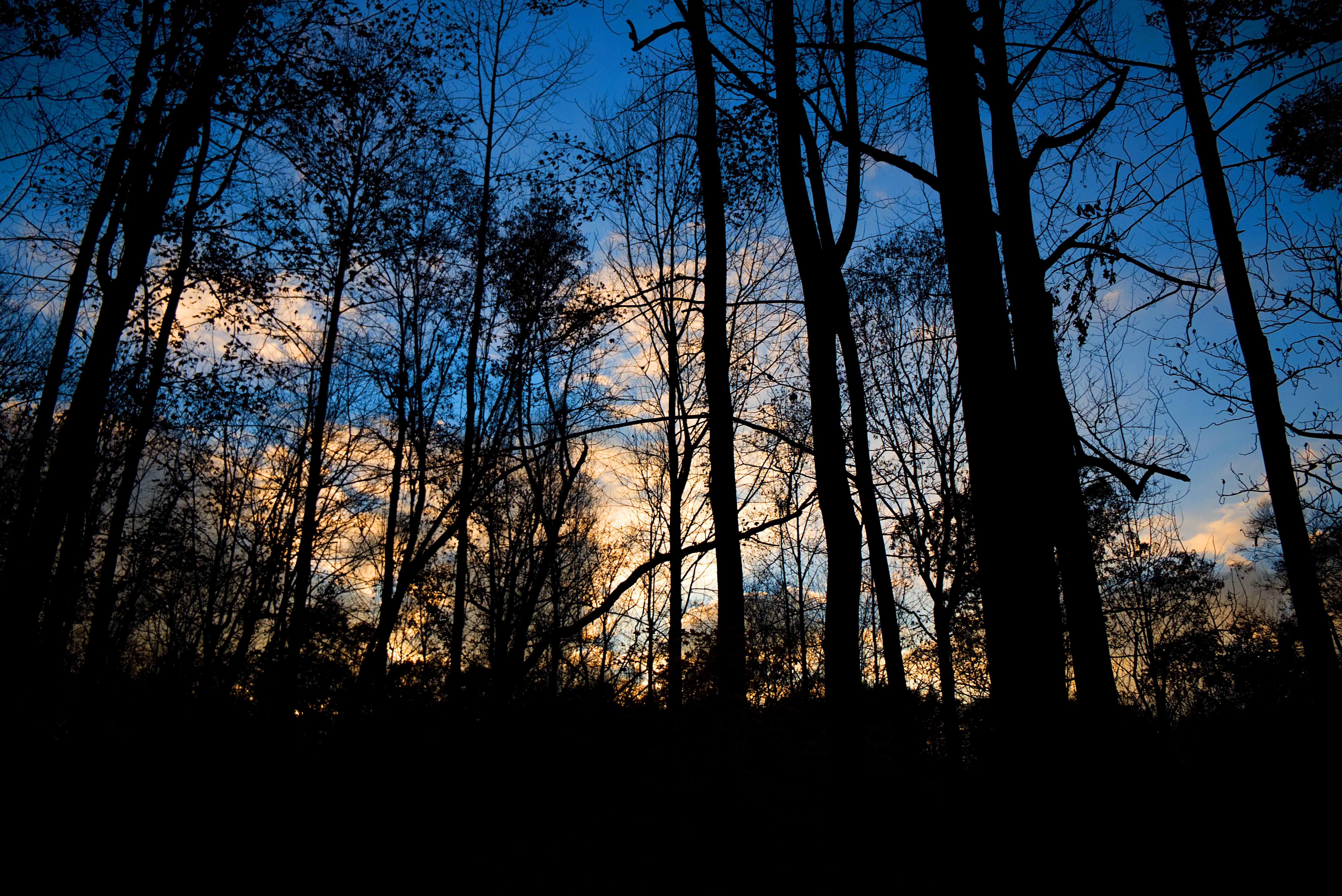 dark, dusk, trees, twilight, forest, evening phone wallpaper