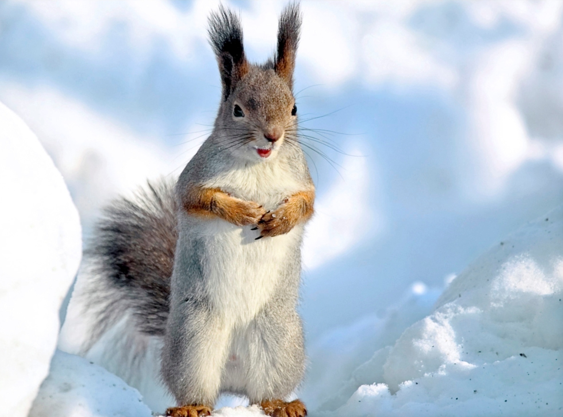 Handy-Wallpaper Eichhörnchen, Winter, Tiere, Tier, Schnee kostenlos herunterladen.