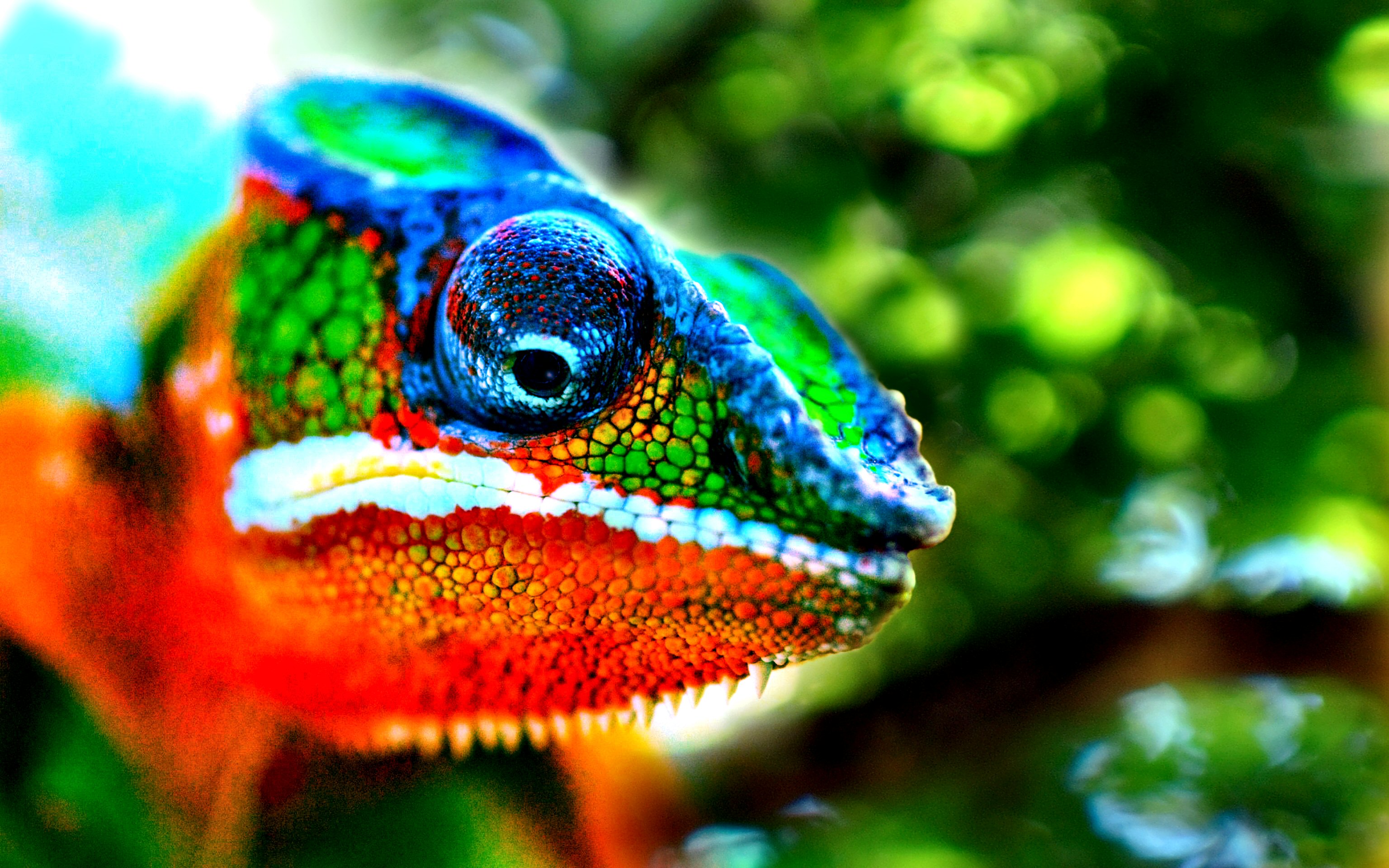 275092 descargar imagen animales, camaleón, vistoso, lagarto, reptiles: fondos de pantalla y protectores de pantalla gratis