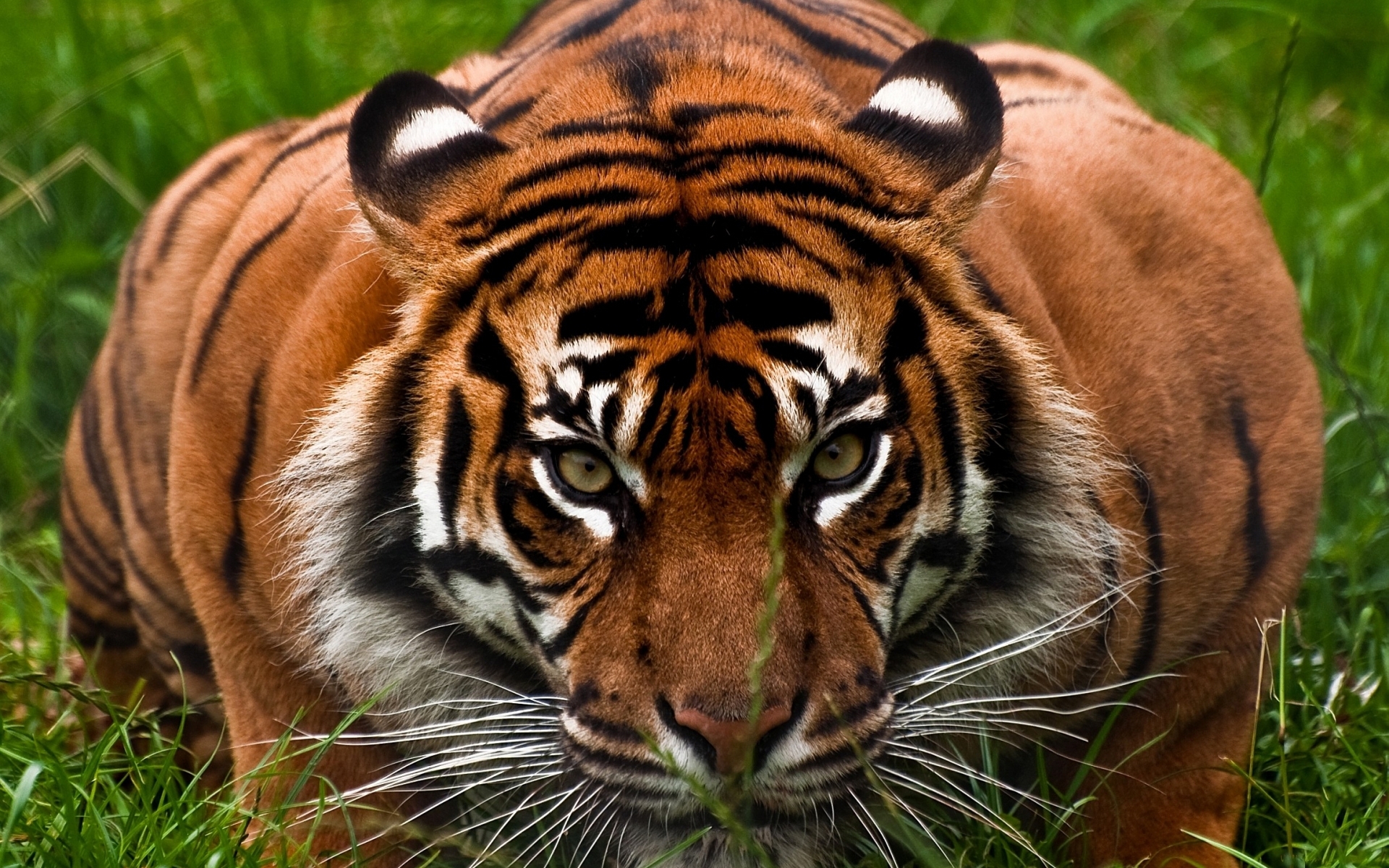 50009 скачать обои тигры, животные - заставки и картинки бесплатно
