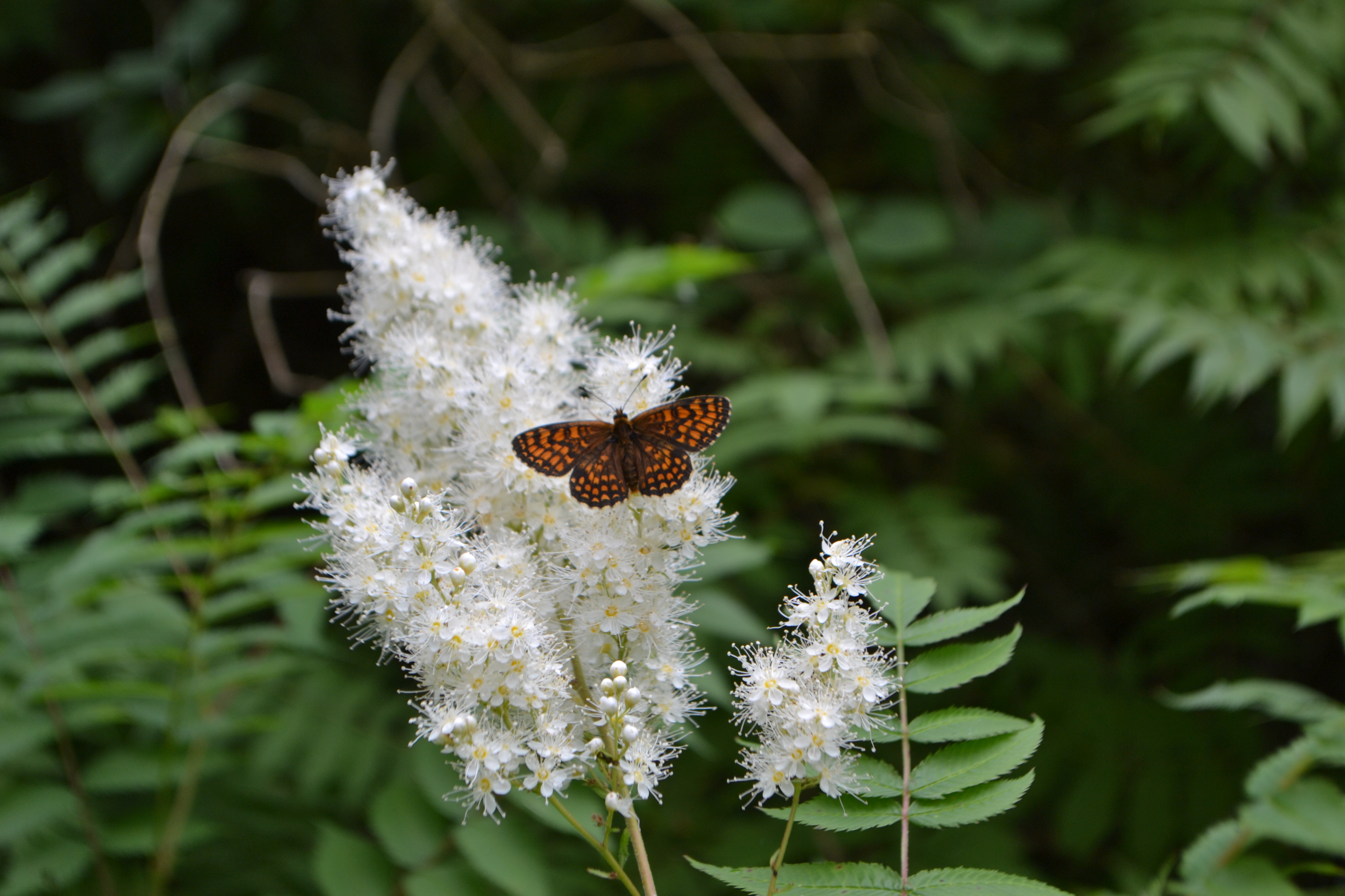 Download mobile wallpaper Flower, Butterfly, Animal for free.