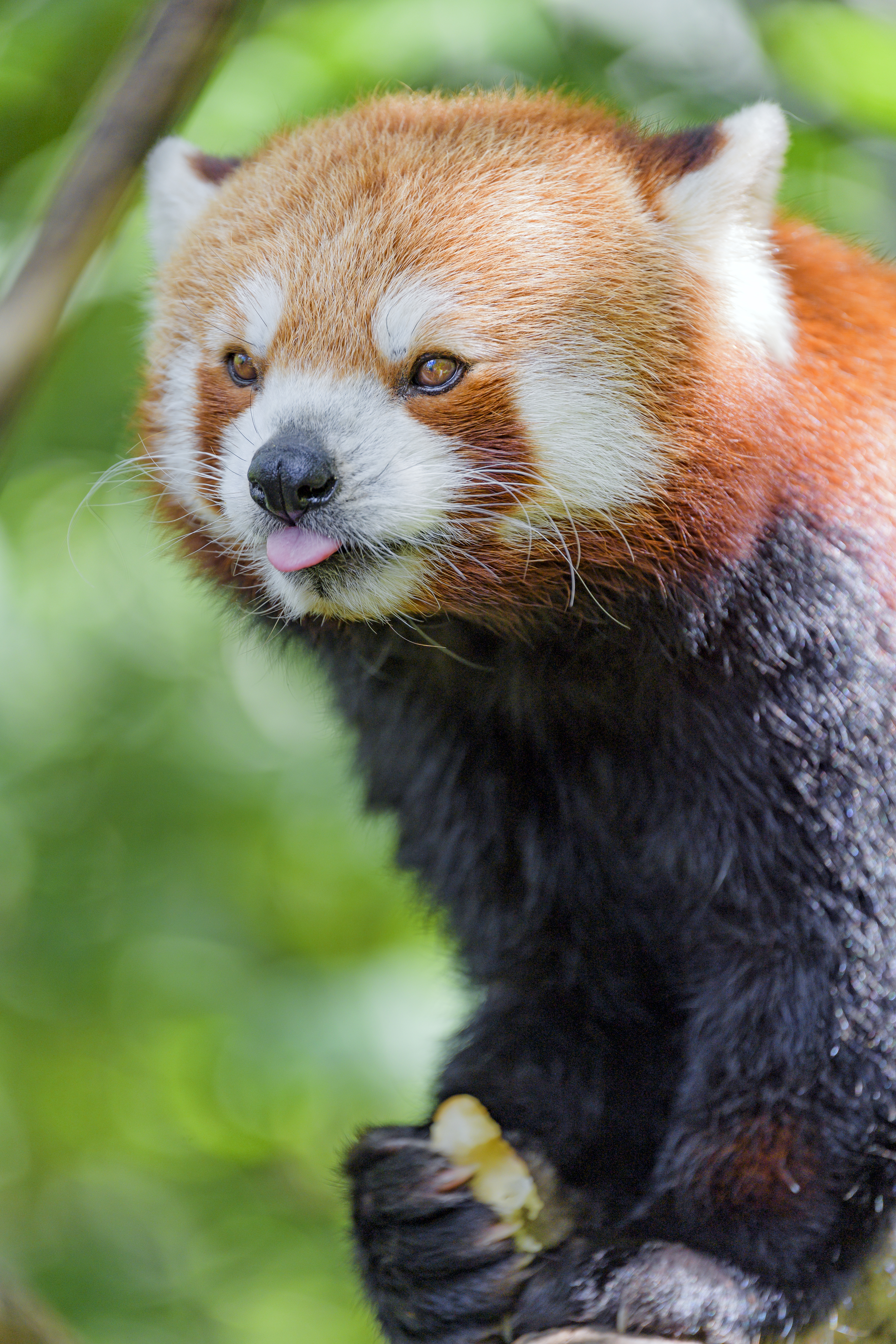 96244 скачать обои красная панда, забавный, животное, животные, высунутый язык - заставки и картинки бесплатно