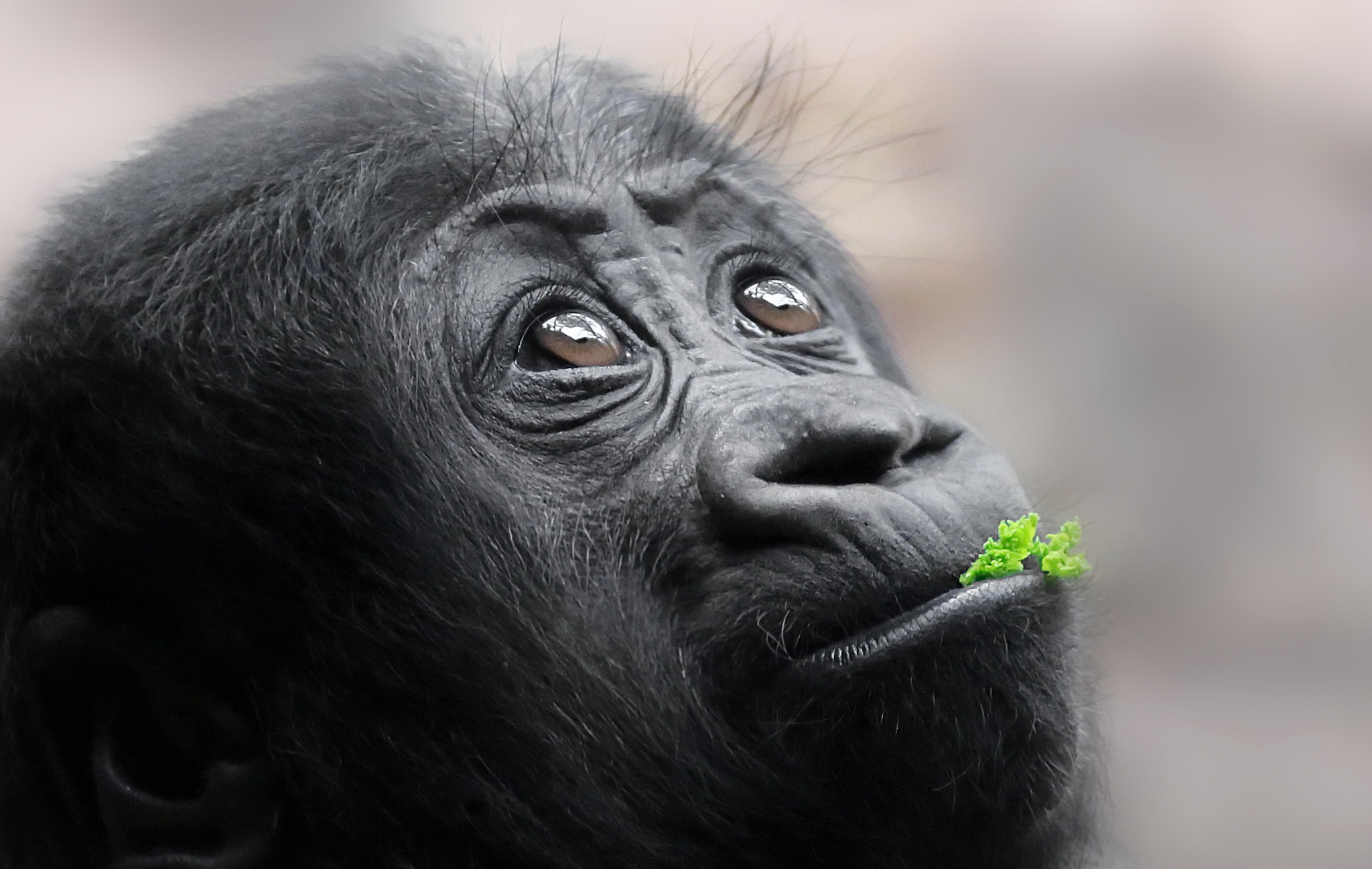 Laden Sie das Tiere, Gorilla, Affe, Affen, Tierbaby-Bild kostenlos auf Ihren PC-Desktop herunter