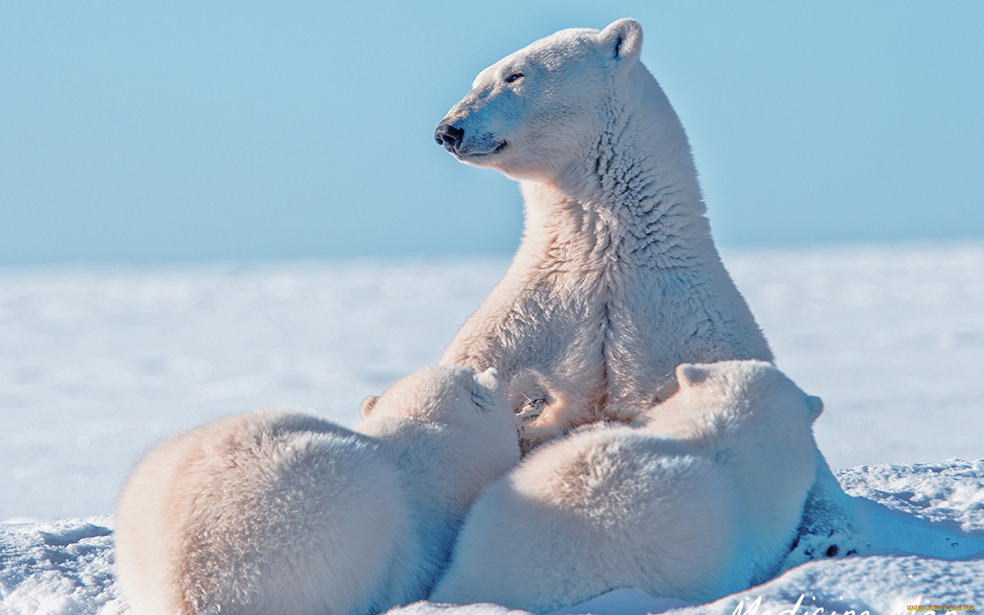 Baixar papel de parede para celular de Animais, Urso Polar gratuito.
