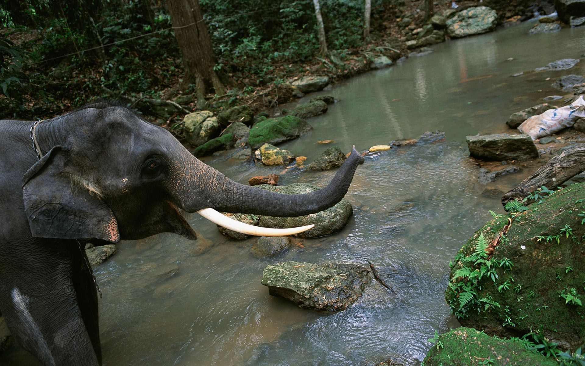 Завантажити шпалери безкоштовно Слони, Тварина, Азіатський Слон картинка на робочий стіл ПК