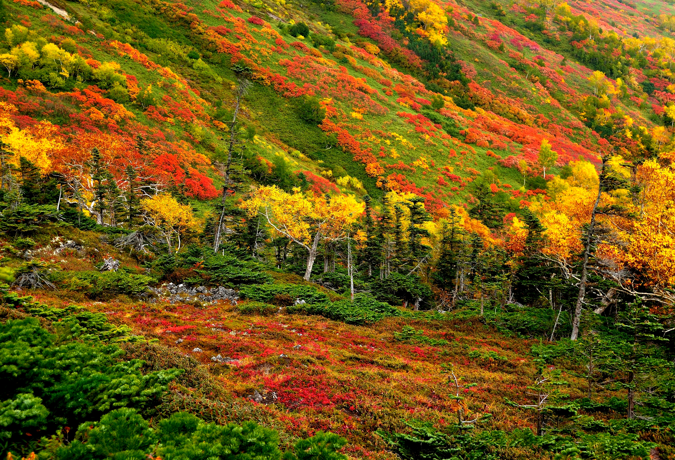 Скачать обои бесплатно Природа, Осень, Лес, Цвета, Земля/природа картинка на рабочий стол ПК