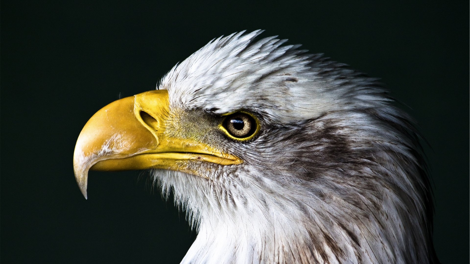 Laden Sie das Tiere, Vögel, Vogel, Nahansicht, Kopf, Adler, Weißkopfseeadler-Bild kostenlos auf Ihren PC-Desktop herunter