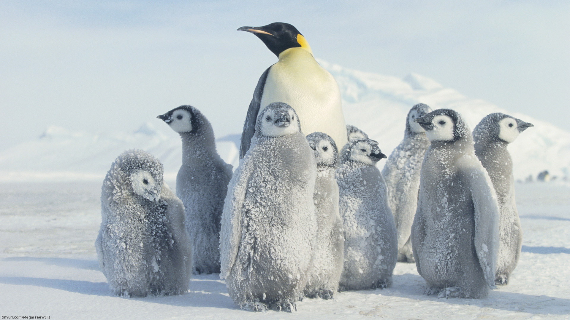 263519 descargar fondo de pantalla animales, pingüino emperador, ave, pingüino, aves: protectores de pantalla e imágenes gratis