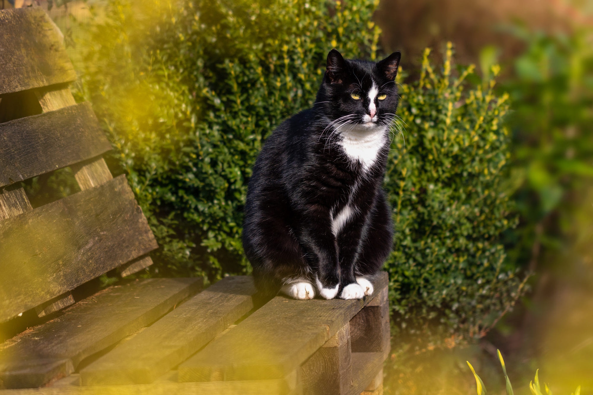 Handy-Wallpaper Tiere, Katzen, Katze kostenlos herunterladen.