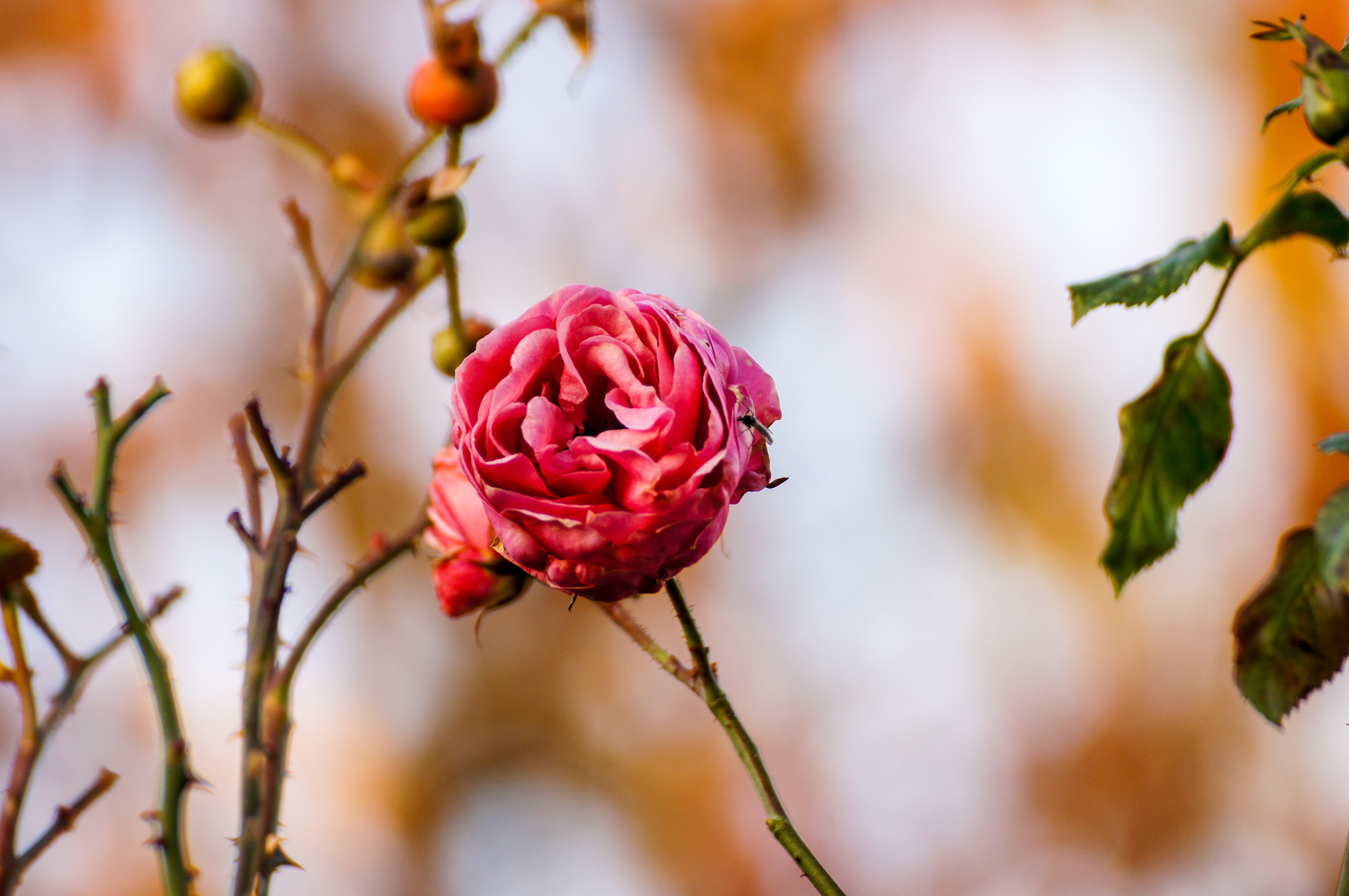 Laden Sie das Makro, Rose, Knospe, Bud, Blumen, Blume-Bild kostenlos auf Ihren PC-Desktop herunter