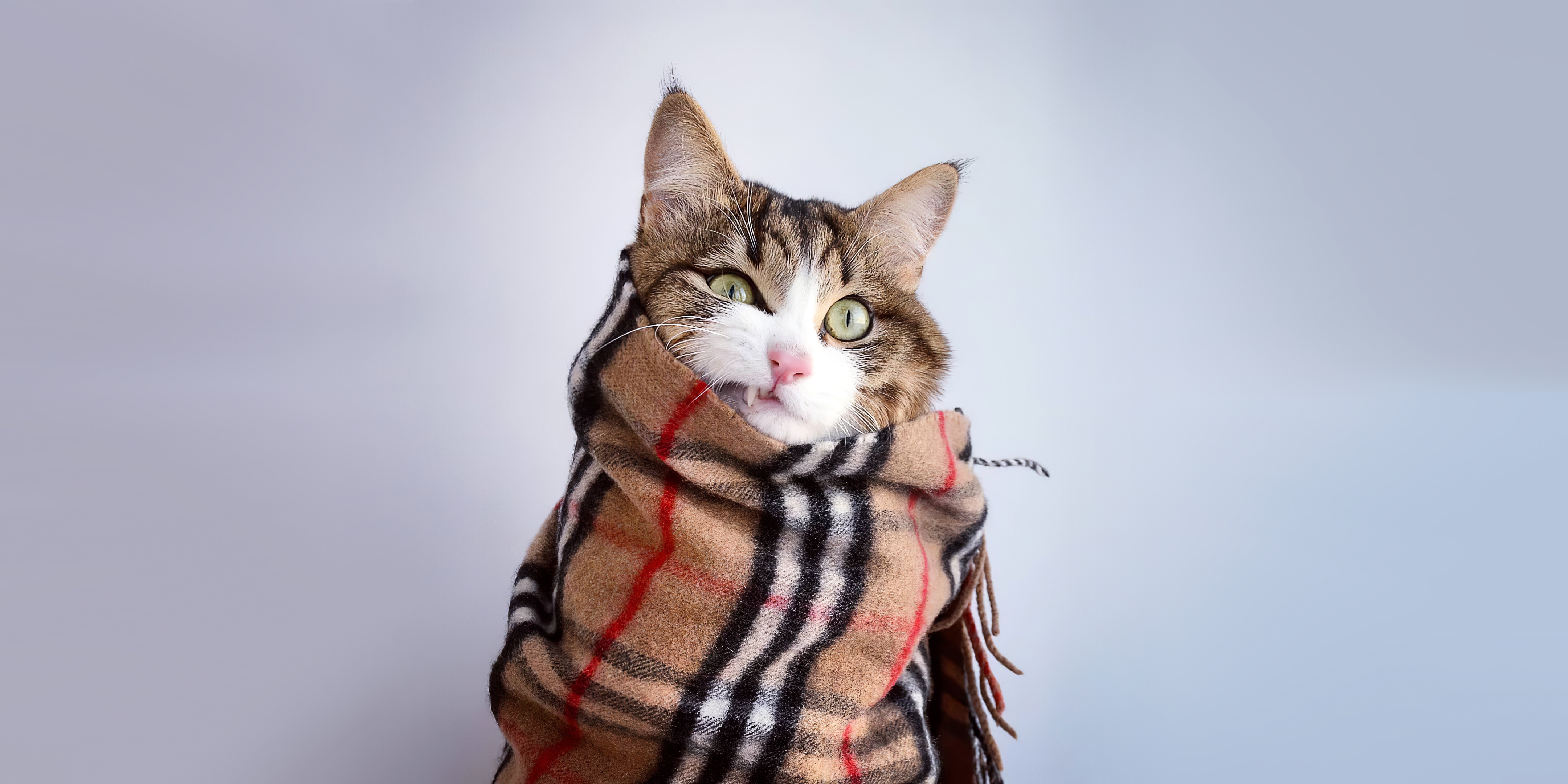 Download mobile wallpaper Cats, Cat, Animal, Scarf for free.