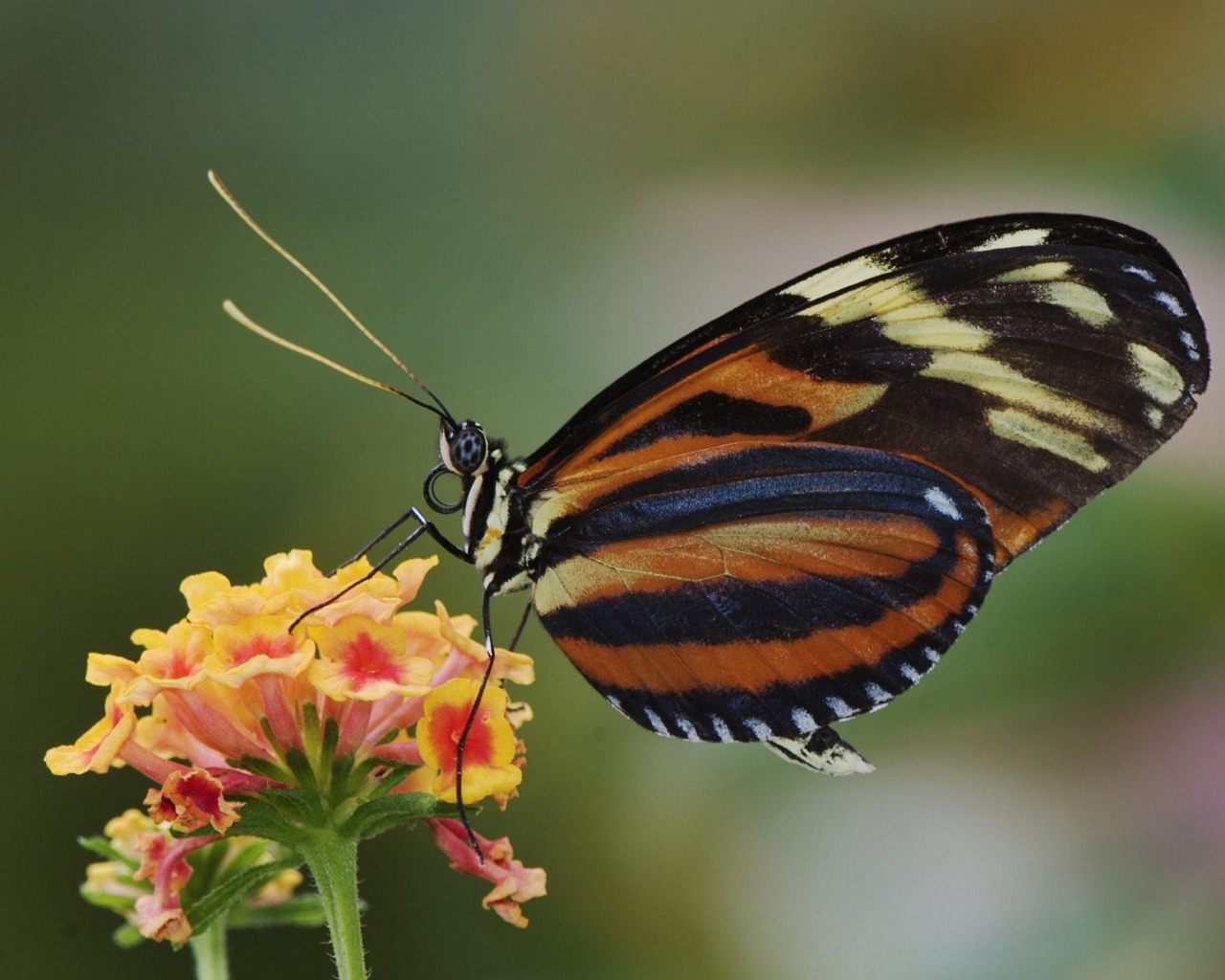 Free download wallpaper Butterfly, Animal on your PC desktop