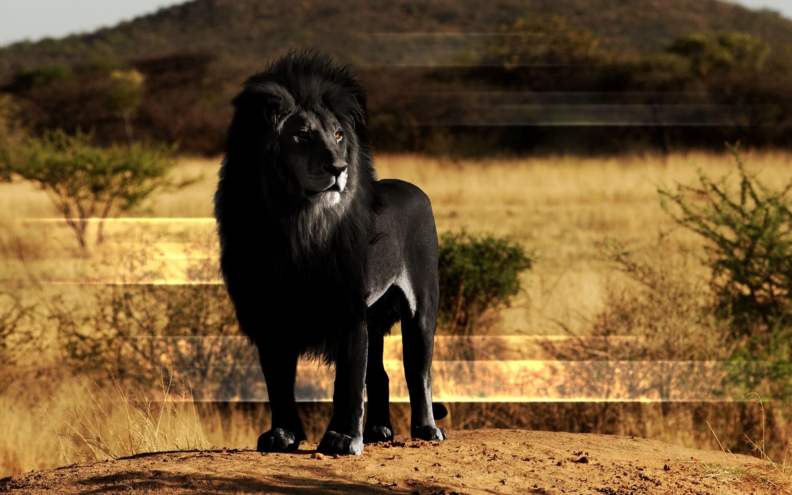 78296 télécharger l'image lion, lion noir, animaux, un lion, pierre, crinière, un rocher - fonds d'écran et économiseurs d'écran gratuits