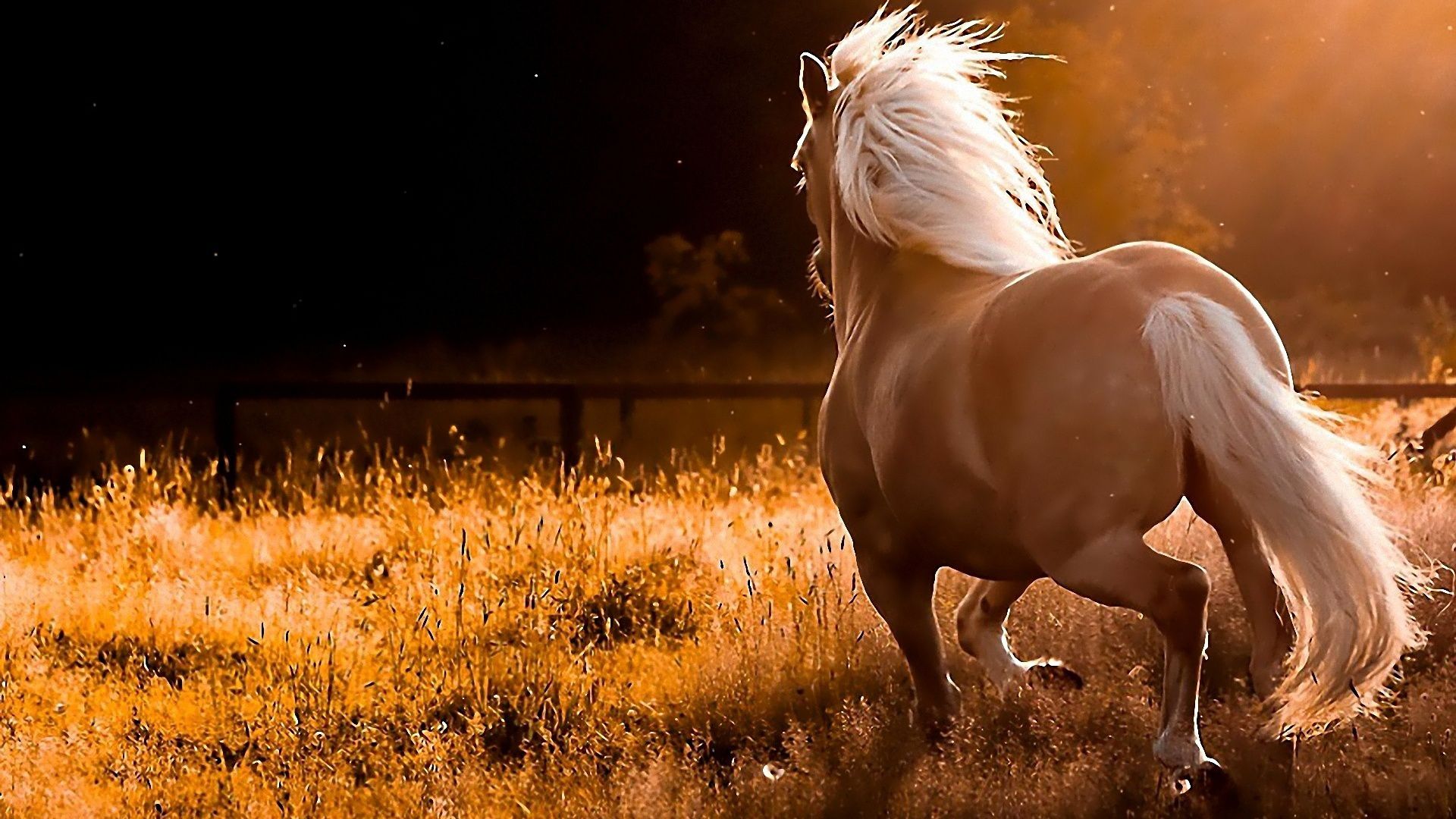 Download mobile wallpaper Horse, Animal for free.