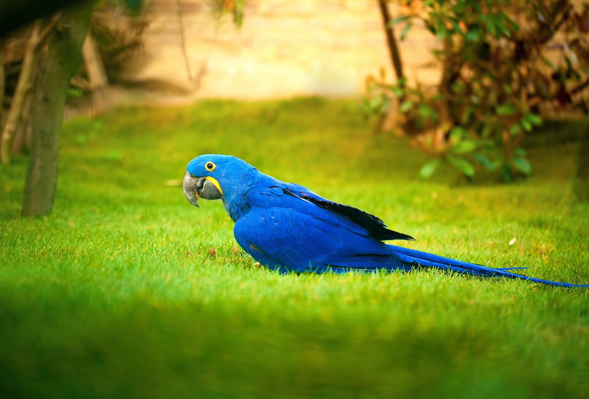 387349 baixar imagens animais, arara azul, pássaro, papagaio, aves - papéis de parede e protetores de tela gratuitamente