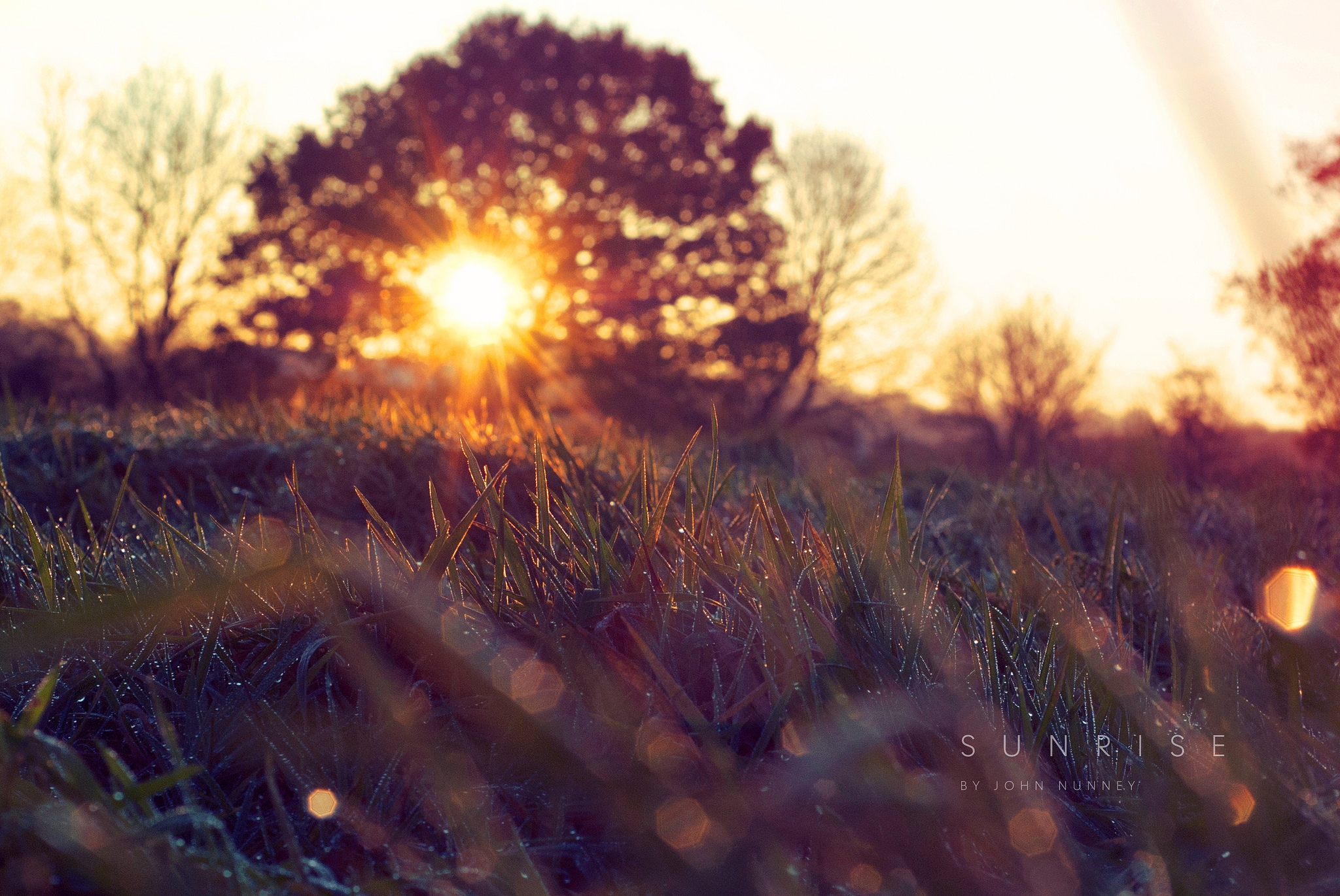 nature, grass, sun, wood, tree, branches, branch, disk, foreground, focusing