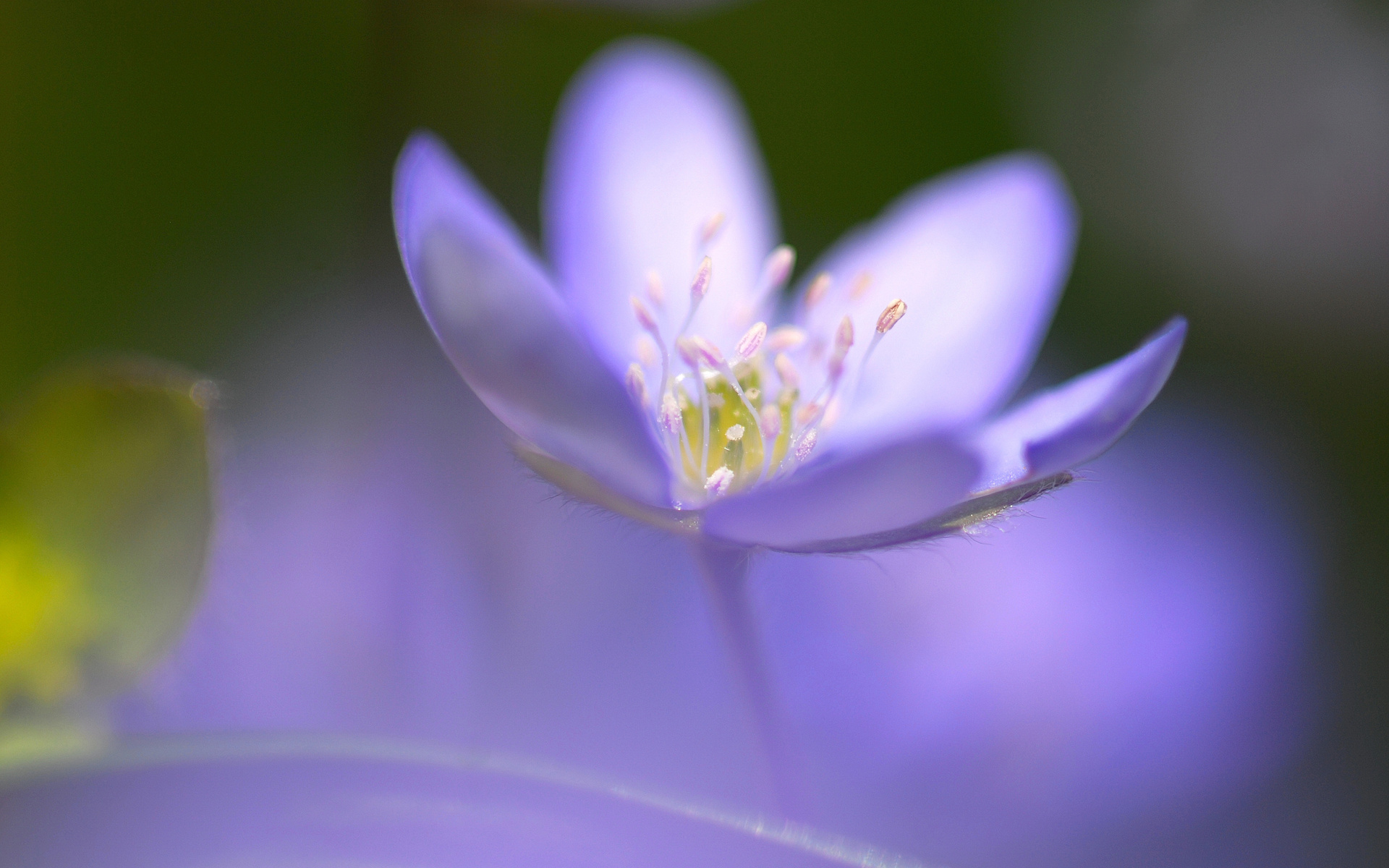 Téléchargez gratuitement l'image Fleurs, Fleur, Terre/nature sur le bureau de votre PC