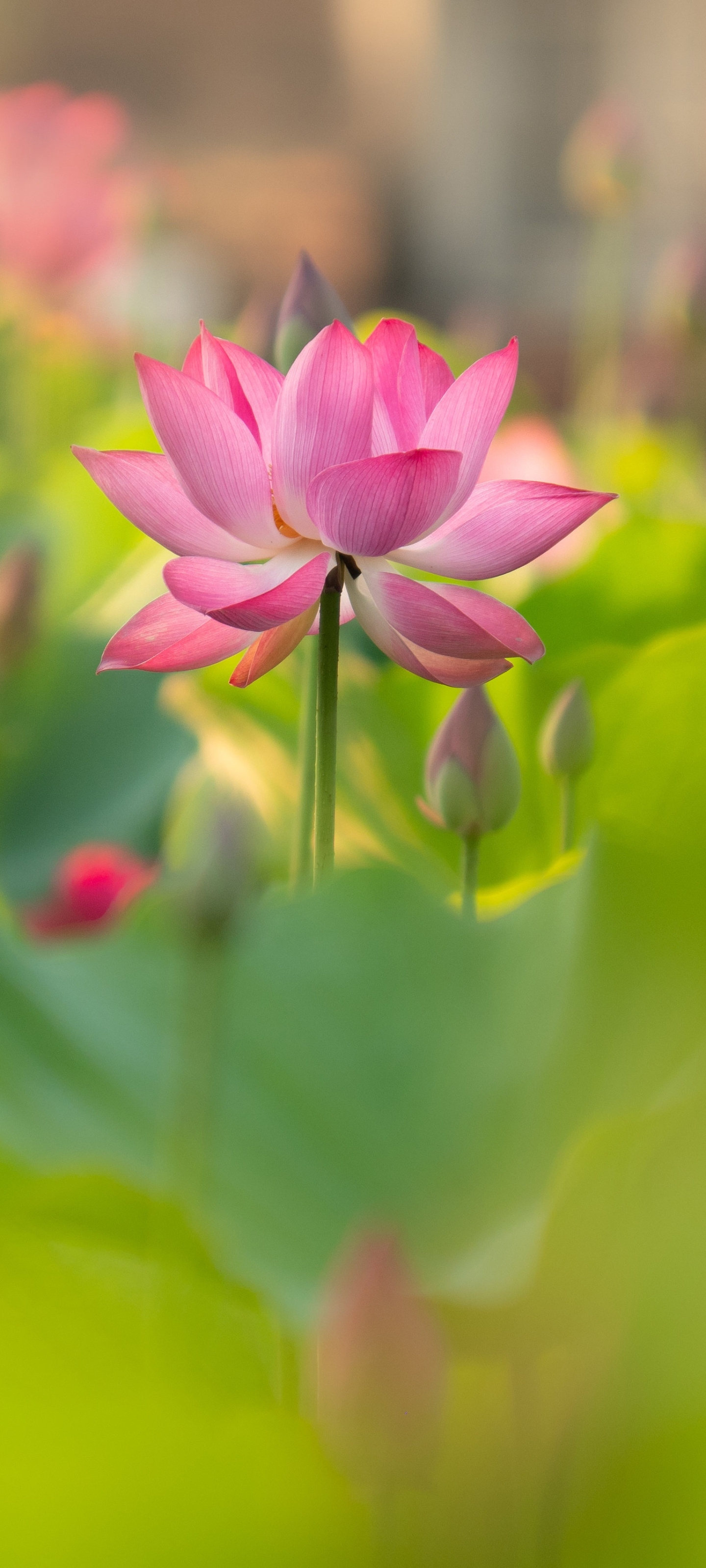 Handy-Wallpaper Blumen, Lotus, Blume, Erde/natur, Pinke Blume kostenlos herunterladen.
