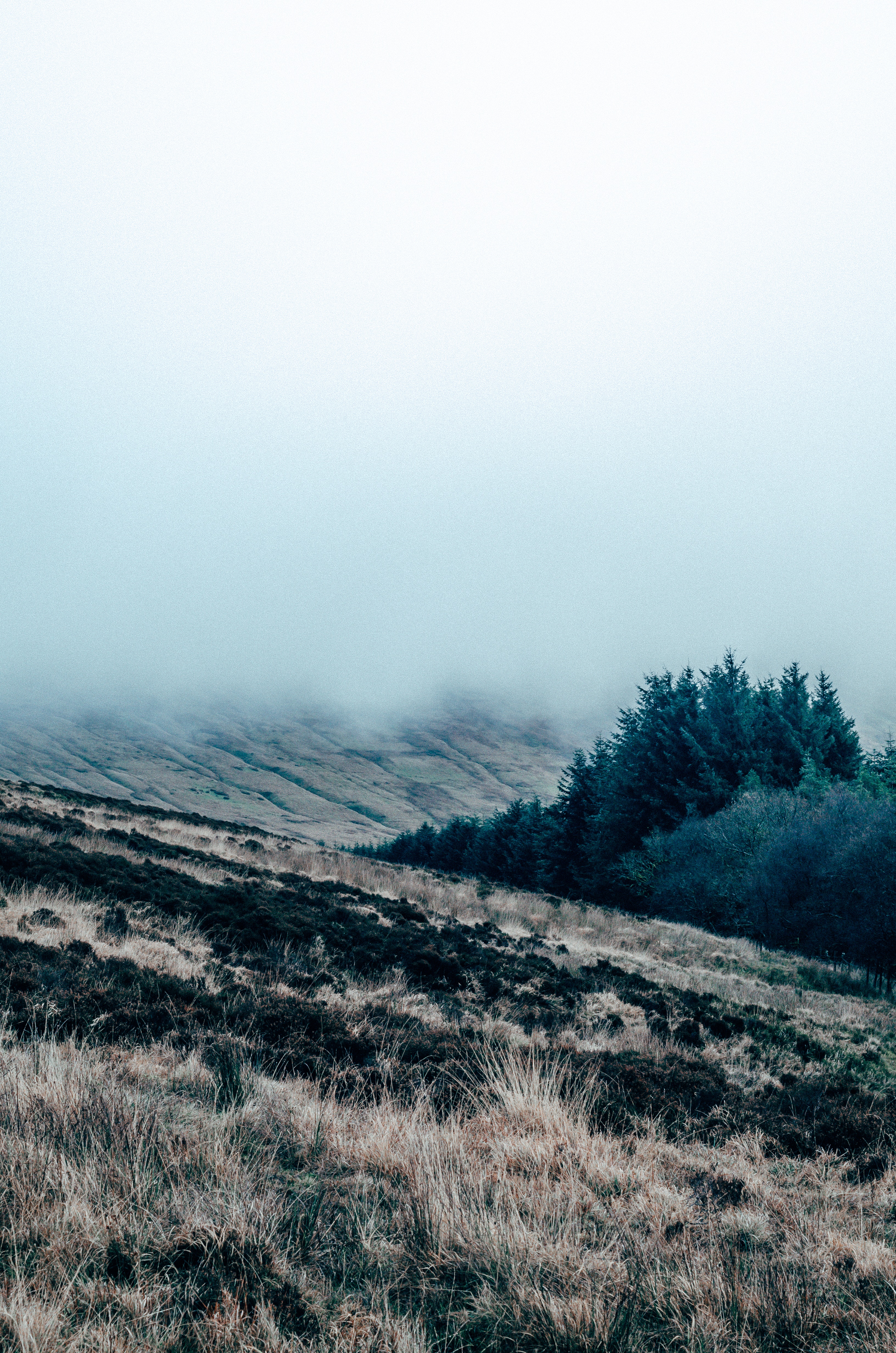 nature, grass, fog, field, mainly cloudy, overcast 1080p