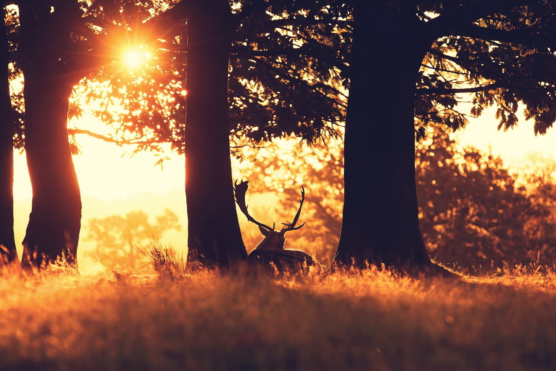 Download mobile wallpaper Sun Ray, Ray Of The Sun, Grass, Forest, Trees, Animals, Deer for free.