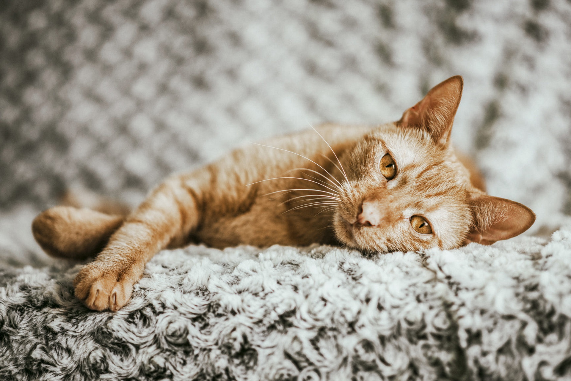 Téléchargez gratuitement l'image Animaux, Chats, Chat sur le bureau de votre PC