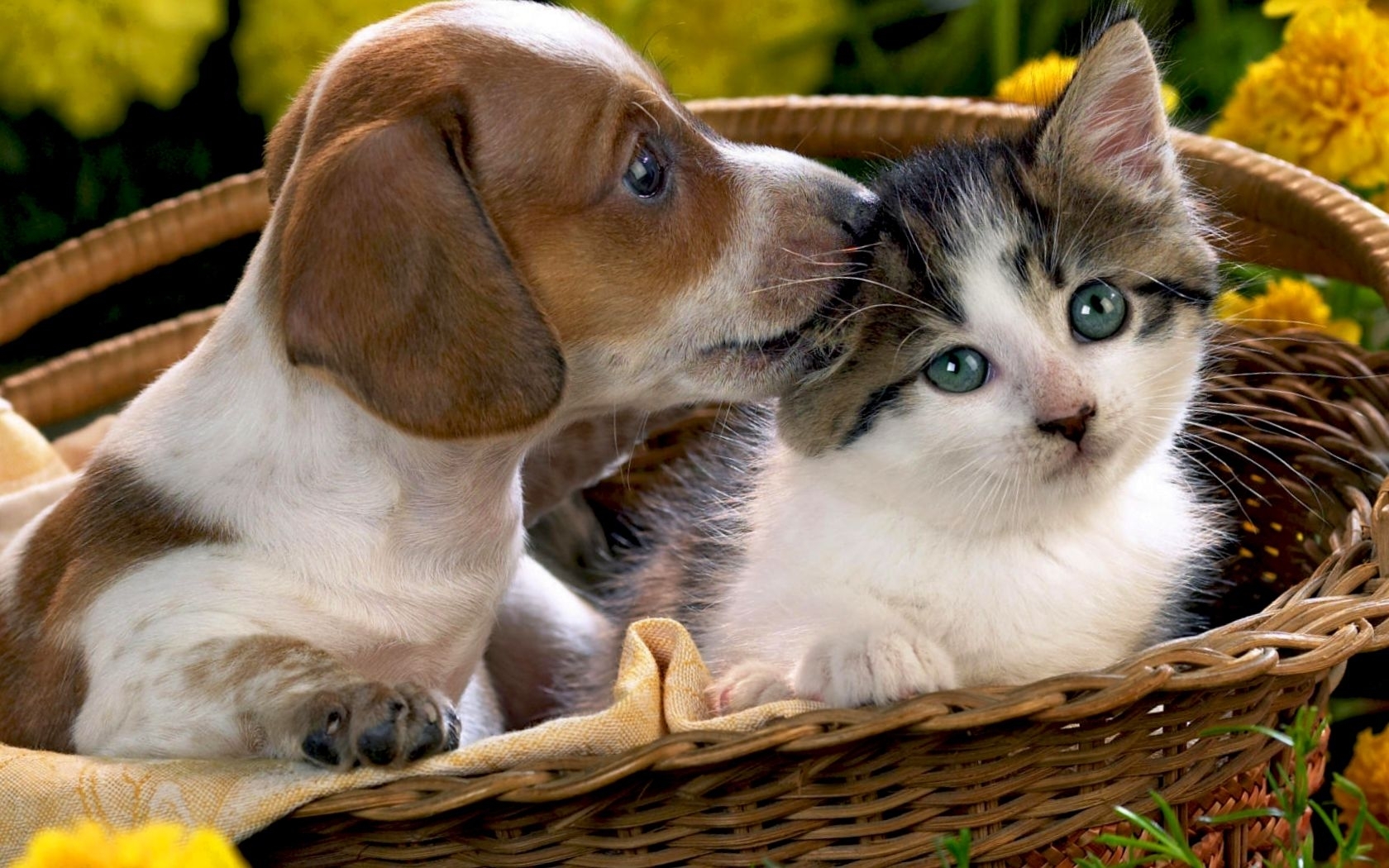 Скачать обои бесплатно Животные, Собаки, Кошки (Коты Котики) картинка на рабочий стол ПК